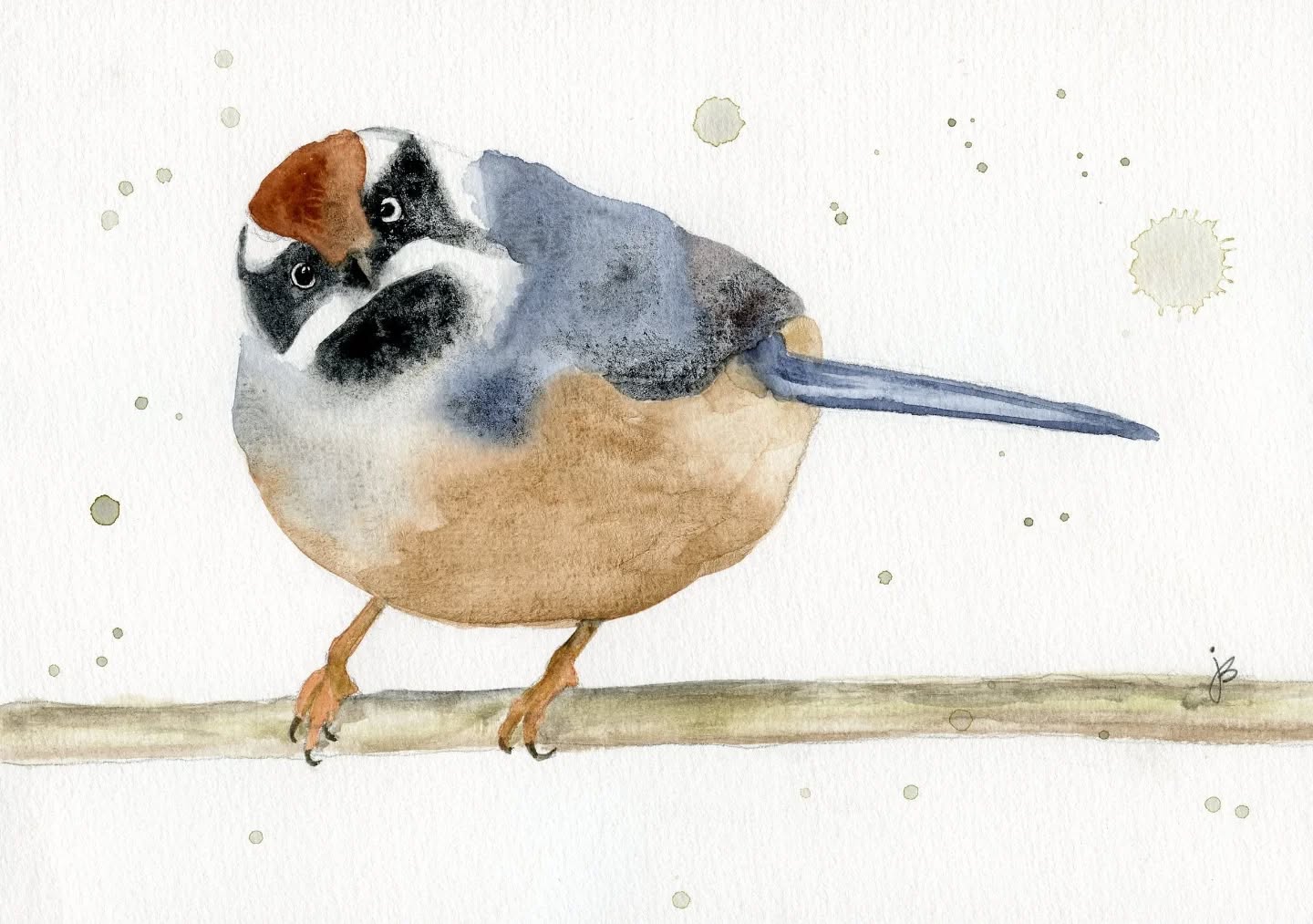 Here's looking at you!
Thanks to all the wonderful feedback, I painted this black-throated Bushtit in 1 hour. No messing with the background, just some splatter from my water bucket 😉
#ilovebirds #bird #birdartist #birdart #birddrawing #birdpainting
#birdnerd #birbs
#danielsmithwatercolors