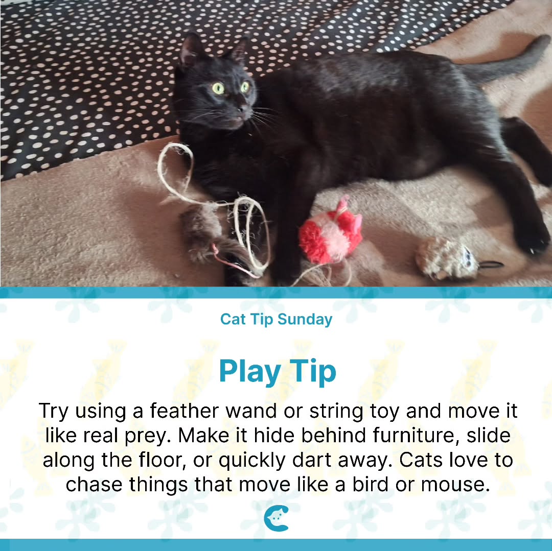 cat play tip 🏹
.
.
.
#cattips #catplaytime #blackcat #surabaya