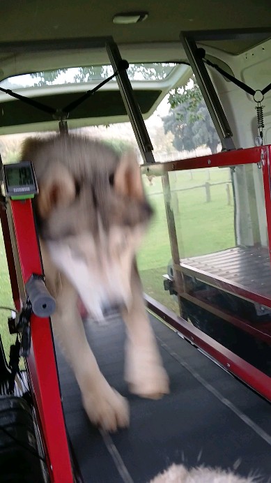 Knox was on 🔥 this morning @unleashedza ...
#wds2026🇮🇹 #worldchallengeoftopdogs2026 #teamKnox