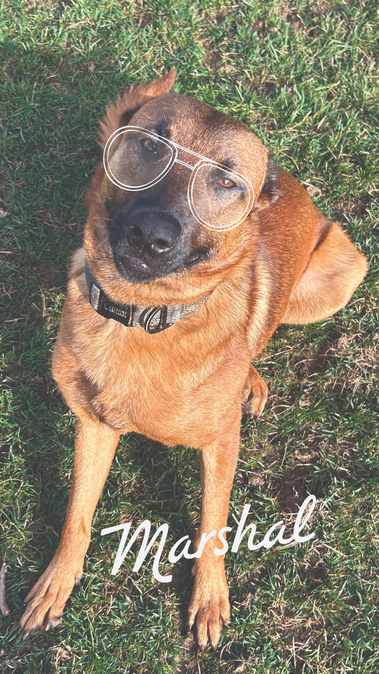 Meet Marshal.
Lots of energy. Loves to work. And honestly… guaranteed to help you pick someone up at the bar and also protect you on an evening stroll. The ultimate wingman and bodyguard.
Marshal came to us from Animal Control and according to his intake papers he arrived smelling like pepper spray. So maybe he was a narc? Don’t worry, he’s not a narc… but he is a very good boy.
We are not saying you should train him to sniff out your friends’ drugs. But if you did it would be excellent enrichment for him. And a pretty great party trick.
Nothing makes you feel more like a badass than walking around with Marshal. He is exceptional on a leash and looks like he means business.
His only fault is he will give you a wildly inflated ego about your dog training abilities. It is not you. It is him. He is just ridiculously smart.
If you are looking for a loyal sidekick, a gym partner, a bar wingman, and a very good boy all in one… Marshal is ready for his home.
Message us to meet him.