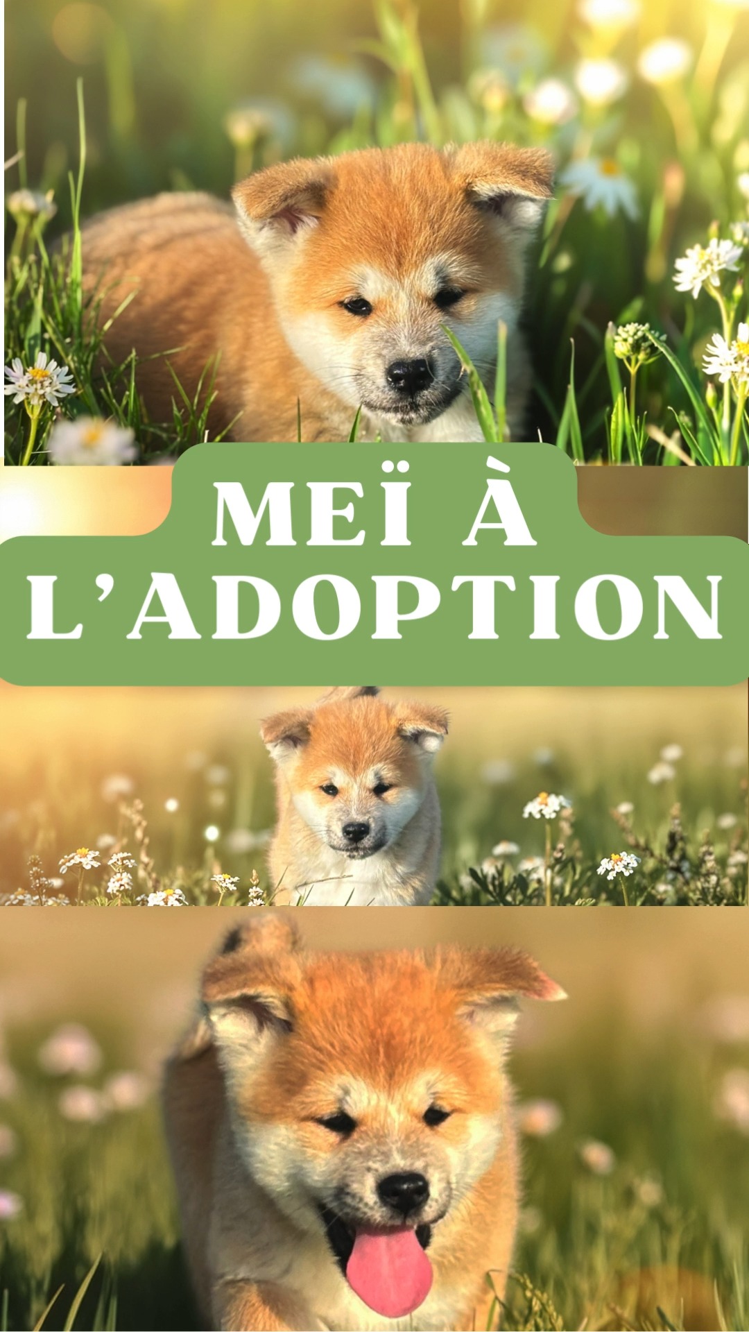 🌸 Meï, une petite Akita Inu pleine de douceur
Meï est une vraie petite glue… toujours à la recherche de présence, de câlins et de moments partagés. Elle adore suivre l’humain dans toutes ses petites aventures du quotidien et ne demande qu’une chose : être près de sa famille.
Curieuse, douce et très attachante, Meï sera une merveilleuse compagne pour une famille prête à lui offrir présence, complicité et de belles balades.
Elle est maintenant prête à rejoindre sa future famille et à écrire avec elle le début d’une belle histoire. 🐾
Disponible à l’adoption à Valence (Drôme)
📩 Pour plus d’infos, envoyez-nous un message privé ou consultez notre page ➡️ @akita_inu_esprit_du_kitsune
#akitainu #Meï #adoptionresponsable #akita #elevageethique #chiotakita #akitafrance #respectduchien #adoptionresponsable #lienauthentique #chienjaponais
