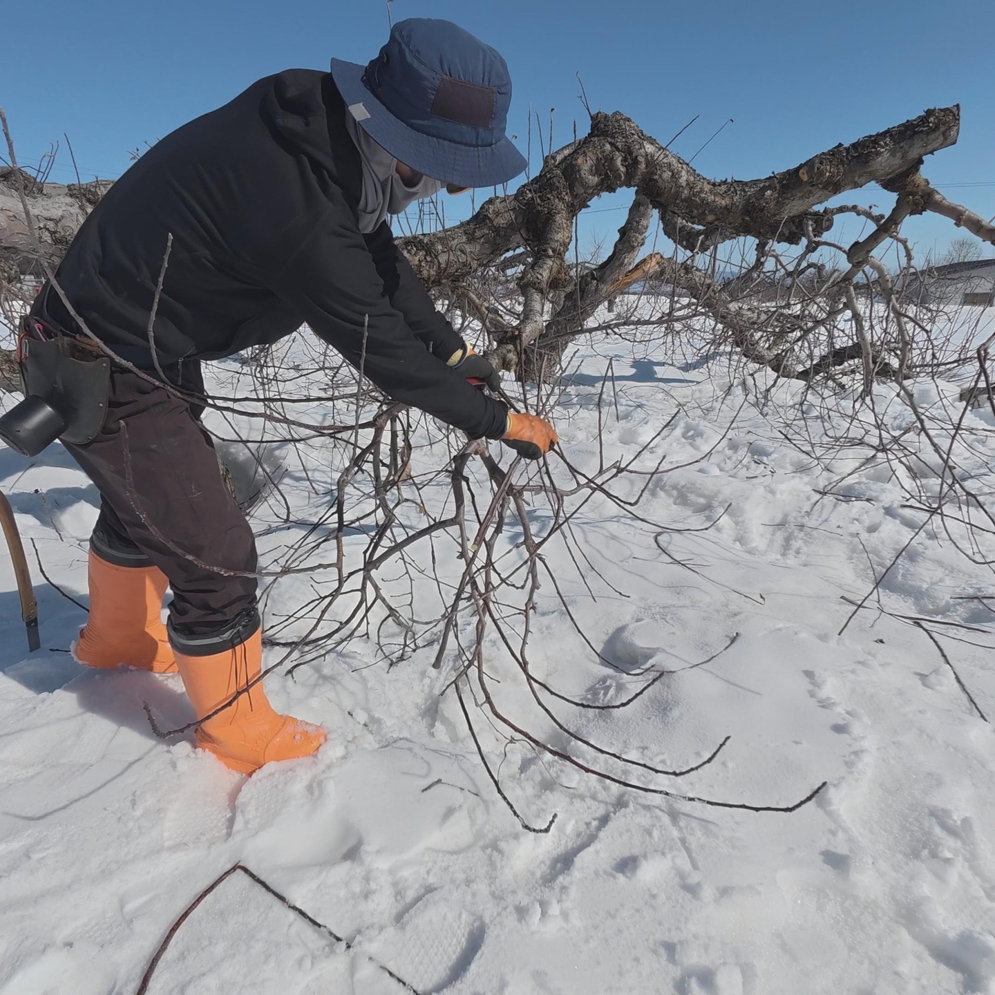 🍎🍏
【冬の園地作業といえば】
大雪からのサルベージも大体落ち着いたら、次は整枝剪定。
りんご生産の冬の主な仕事は「整枝剪定(せんてい)」です。
枝をみながら、切ったり、あるいは残したり。
枝が伸びたらどうなるのか、来年はどうなるのか?を想像しながら。
悩みながらも、未来を想像しながらの仕事なので、楽しさもあり。
自分の思った通りになるのか、ならないのか?
これこそ、自分の経験を積むしかない、
常に試行錯誤の仕事。
2月上旬まで結構雪は降ったけど、雪解けも早い。
急げ急げ!
■■■■■ジュース加工について■■■■■
2025年度の加工受付中です。
現在、ご予約なしでの持ち込み可能です。
お気軽にご利用ください。
受付・引取時間
平日 9:00~16:00
------------------------
【加工事前受付】
↓LINEページ
友達登録して、事前受付お願いいたします。
https://lin.ee/74LkMcf
------------------------
りんごジュース販売中!
・stores、ポケットマルシェにて販売中です!
https://tono-fruits-lab.stores.jp/
--------------------------
#津軽りんご加工センター
#りんご加工 #ジュース加工
#つがる果樹工房 #つがる林檎園 #stores
#ringofarmer
#東北 #青森 #弘前 #青森ライフ
#tohoku #aomori #hirosaki #aomorilife
#りんご #りんご畑 #りんご農家
#ringo #apple #りんごジュース
--------------------------
【農ナビ青森に取り上げていただきました】
https://www.nounavi-aomori.jp/start/publicity
#農なび青森
--------------------------