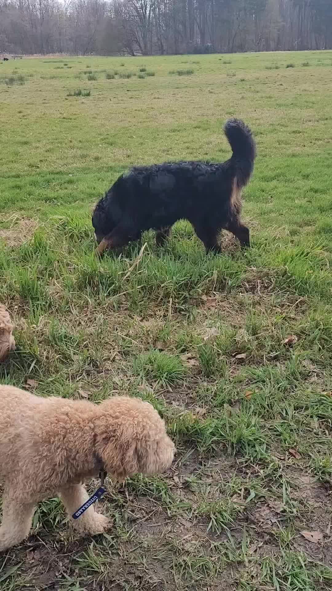 Even lekker uitwaaien met 🐾 Beer, Sammy, Borus, Twix, Bo, Harvey en Bennie