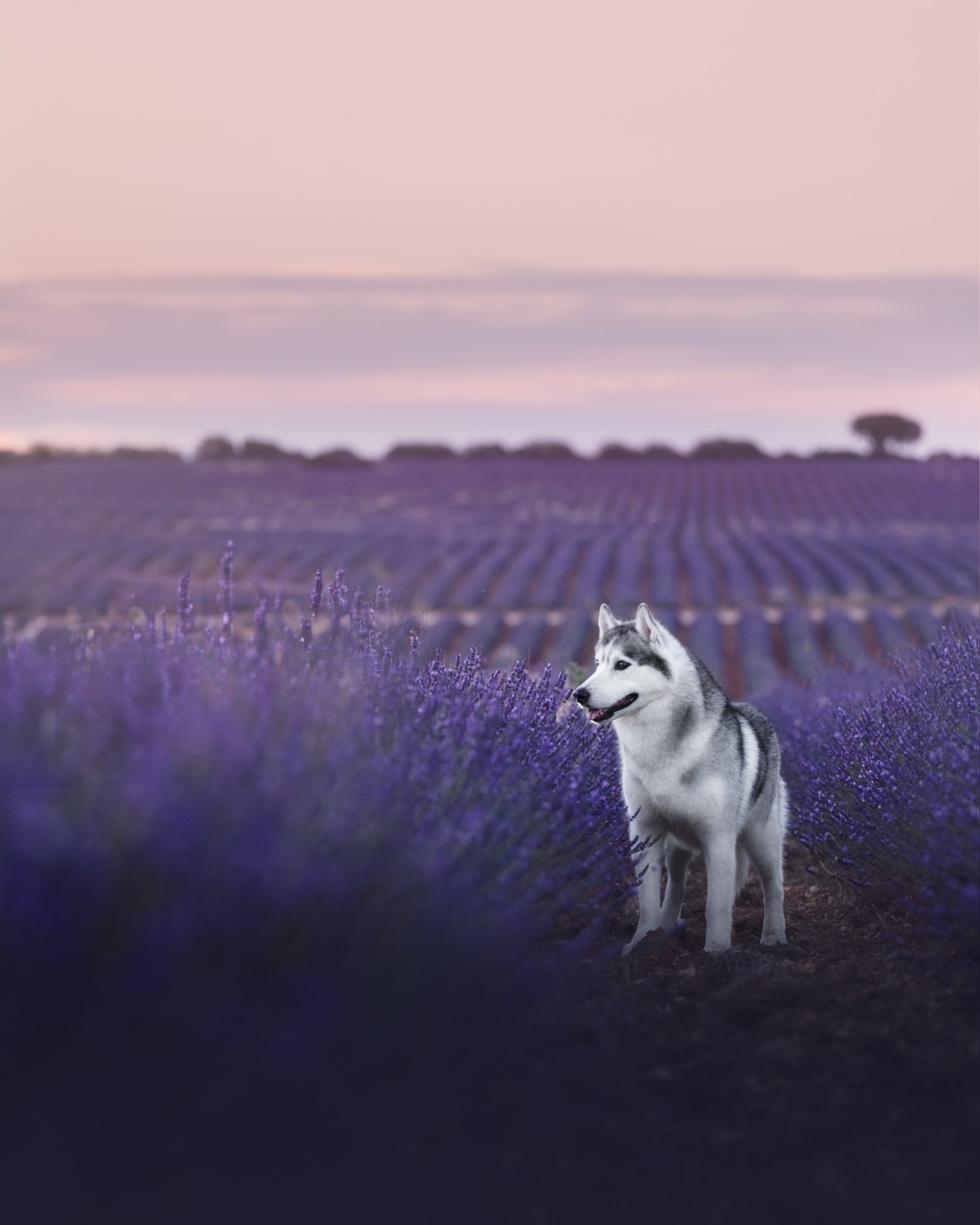 ✨Purple Dreams✨
Os dejo aquí una panorámica del señor Lucas🐕
La verdad que en los campos de lavanda quedó espectacular e imponente con el pelaje tan maravilloso que tiene! Aunque la verdad que es difícil quedar mal en lavanda😜
¿Qué decís, habrá que volver a la lavanda el año que viene?
#perrosespaña #perrosmadrid #perrosdeinstagram #perrosygatos #fotografiacanina #fotografiaperros #fotografiaartistica #fotografiaperruna #fotografodeperros #landscapephotography #huskylife #huskyphotography #huskyespaña #siberianhuskyofinstagram #siberianhuskyespaña