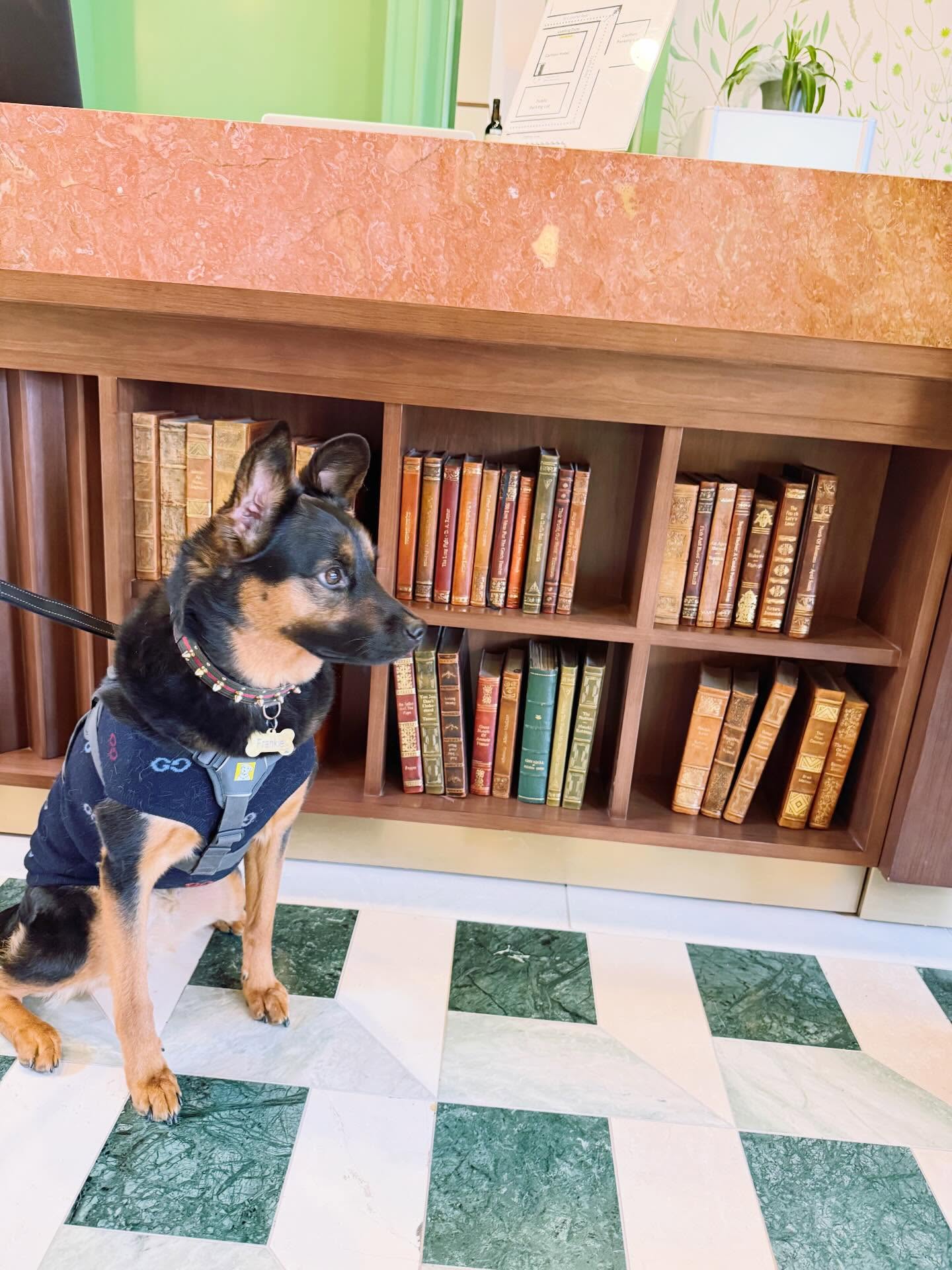This is a Frankie appreciation post 🐶
Frankie has been so sweet during this difficult time and we were happy we were able to take him with us when we explored Atascadero 🤗
The @carlton_hotel was dog friendly and Frankie made himself right at home 🥰
#atascadero #dogfriendly #dogsofinstagram #travelgram #travelcalifornia