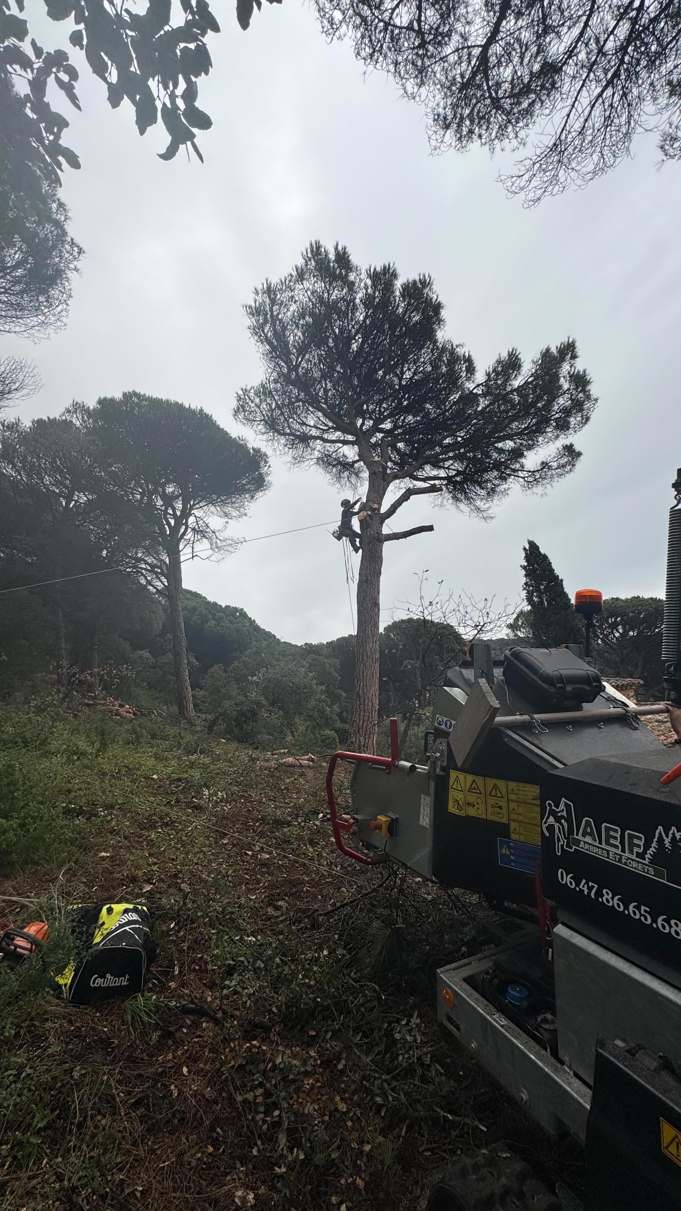 Démontage de deux gros pin parasol en surplomb d’une maison !!!
-Abattage des ces deux arbres pour la mise en sécurité de la maison
-Demontage en tyrolienne
-Débardage de tout le bois
-Broyage des branches
-Nettoyage en profondeur du chantier
#elagage #elagueur #treework #treeclimbing #suddelafrance