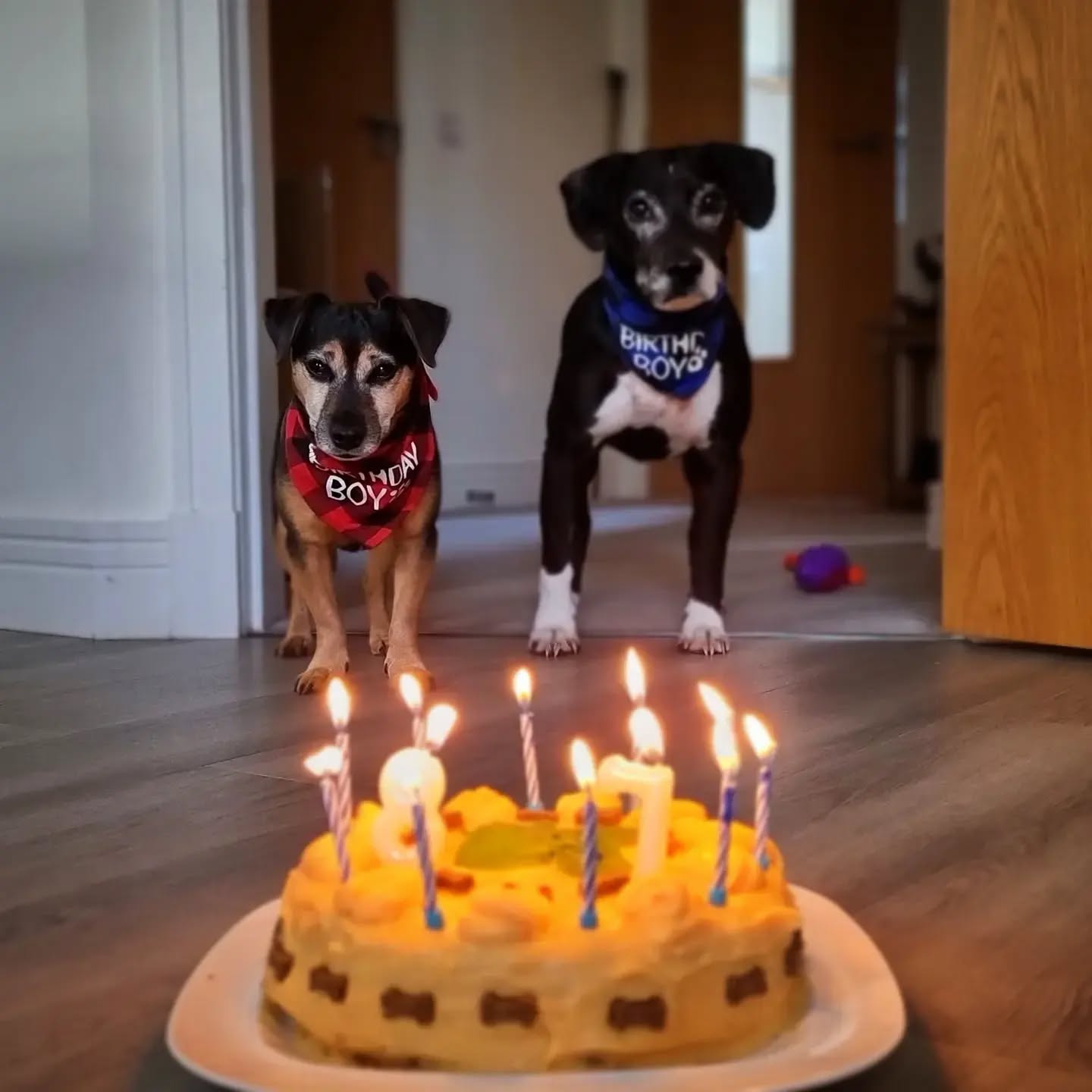 Mylo & Alfie turn 8 & 7 this weekend 🥳
#Mylo #Alfie #cockerjack #jackhuahua #terriermix #cockerspaniel #jackrussell #chihuahua #labrador #birthday #party #cake #dogsofinstagram #instadogs #dogsofinsta #dogsandpals #friends #happybirthday #happydog #dogphotography #scotland #mydog #mydogiscutest #birthdaycake #birthdayboy #lovedogs #pawsome #cutedogs #dogloversofinstagram #dogoftheday