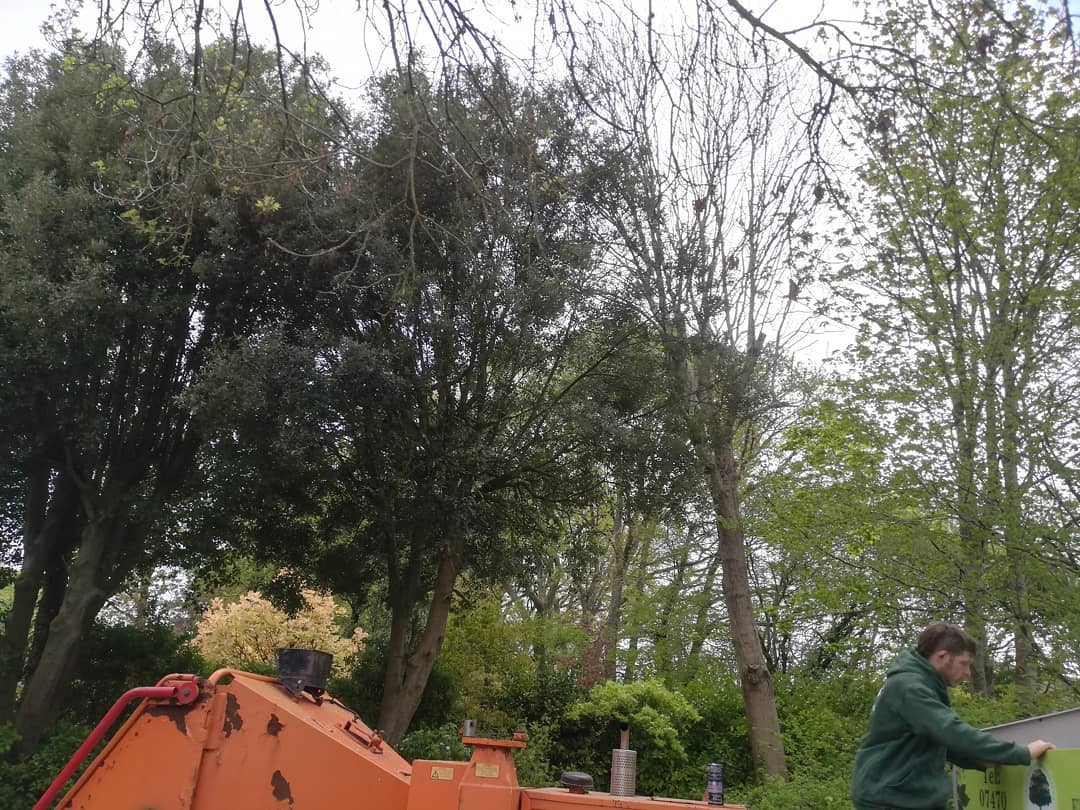 A productive start to the week reducing Multiple Trees in Waterlooville.