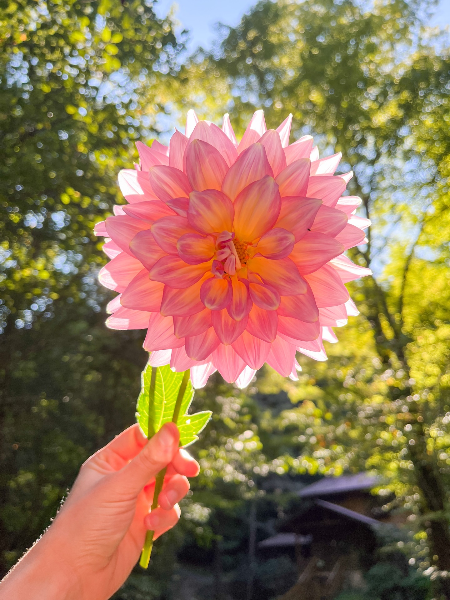 🎨HOW DO YOU KNOW what kind of art you like?
When you see it, you immediately open up like this flower. 🌺 💡A light turns on within and you feel inexplicably drawn to it.
🧠 Stop overthinking, start noticing your body’s natural reaction and lean into that.
Then you can start noticing what’s in common between the artworks that you feel drawn to. ☺️
👉Tell me in the comments what you’ve noticed pulls you in when looking at art!
#artsense #homedecortip #knowthyselffirst #dahlialove #appalachianartist