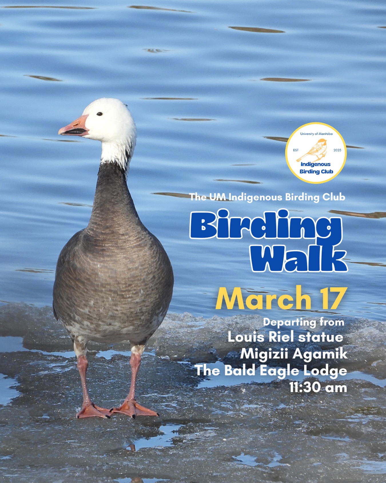 Join us for a relaxed, 1.5-hour birding walk that begins at Migizii Agamik – Bald Eagle Lodge. We’ll gather at 11:20 a.m. by the Louis Riel statue, with the walk starting promptly at 11:30 a.m. The walk will take us to King’s Park, or another nearby location, at a leisurely pace, allowing us to enjoy our feathered relatives in the green spaces on and near campus.
These walks are open to BIPOC (Black, Indigenous, and People of Colour) folks and allies who share our belief that birding is for everyone, regardless of experience. Whether you’re new to birding or a seasoned enthusiast, we welcome you to join. Just dress for the weather and be sure to bring sunscreen and water. If you don’t have your own binoculars, we have some available to borrow.
Our walks are an opportunity to connect with nature, build community, and learn from one another in a relaxed and supportive environment. Feel free to participate at your own pace, there’s no need to stay with the group the entire time, and you’re welcome to come and go as you please.
Accessibility Information:
The walk covers a variety of paths, including pavement, grass, dirt, and gravel, with mostly flat terrain and a few gentle slopes.
Washrooms are available approximately halfway along the walk.
If you need assistance or have specific accessibility requirements, please let us know in advance so we can do our best to accommodate you.
Parking:
Please note there is NO free parking on campus M-F from 8:30 a.m. to 4:30 p.m. Parking is available in the Parkade and at metered spaces for a fee.
We look forward to seeing you there!
📷: Justin Rasmussen
@umindigenous @umanitoba @umisacouncil