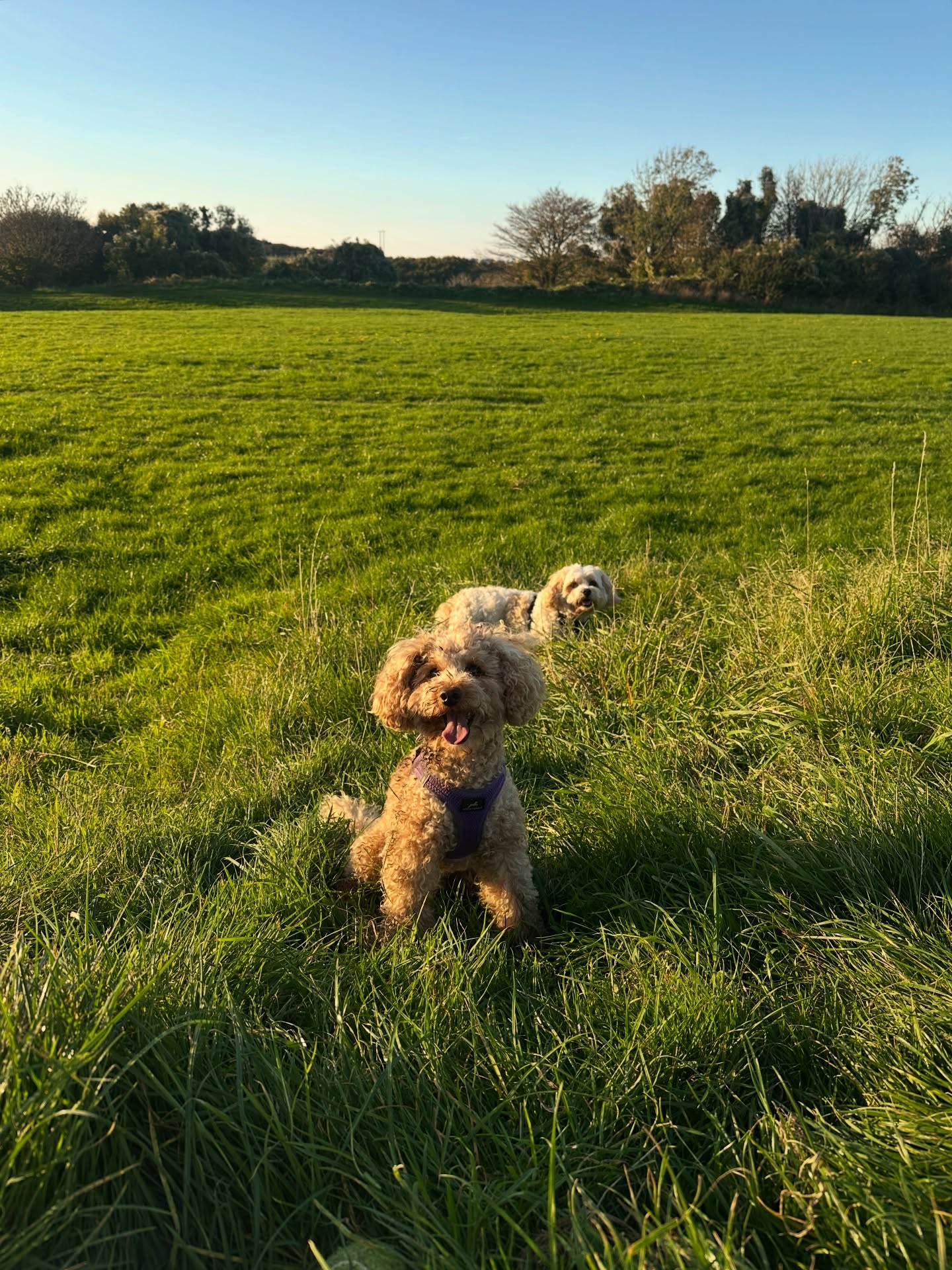Two happy faces & a whole field to explore 😍🐾🌿