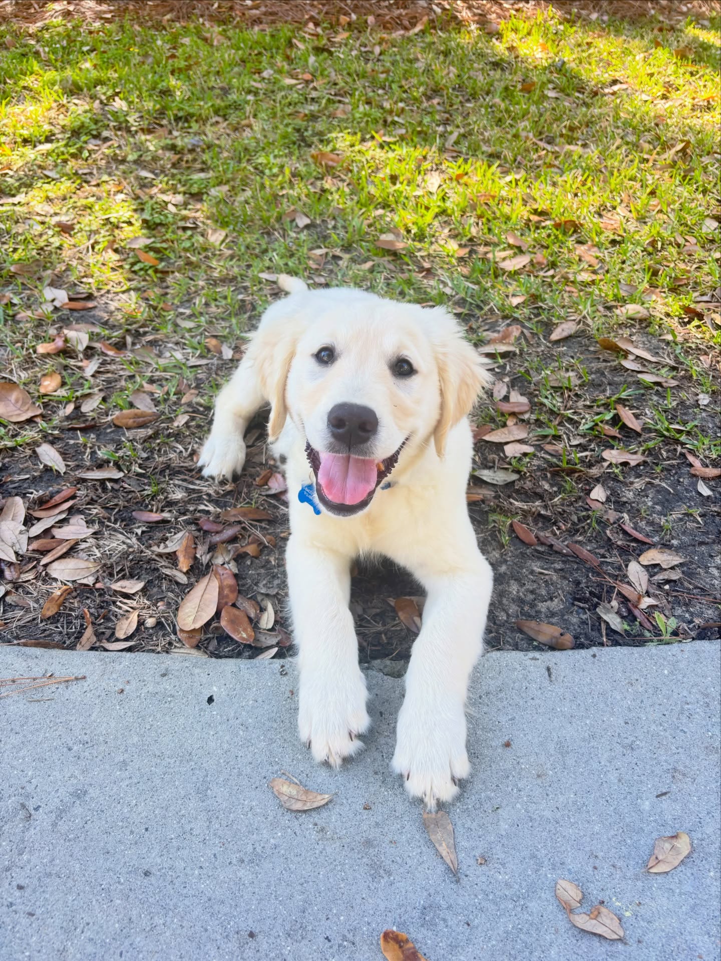 Vinny did wonderful learning his leash manners.
#goldenretriever #goldenretrieverpuppy #dogsofsavannah