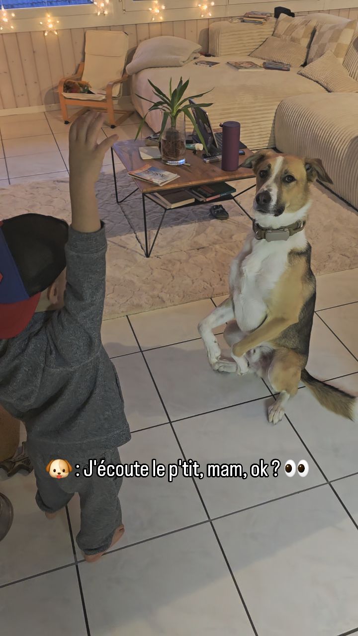 Choupitude du matin 🐶💕
_________________
Lulu me tue avec son regard genre : " Mam, tu as vraiment cédé le pouvoir à ce mini pouce ?" 🤷🏼♀️🤣
Chez vous aussi, les enfants s'occupent des toutous- minous ? 🐾
Belle journée 🌸😚
Chien | Famille | #mydog🐶 #rescuedog