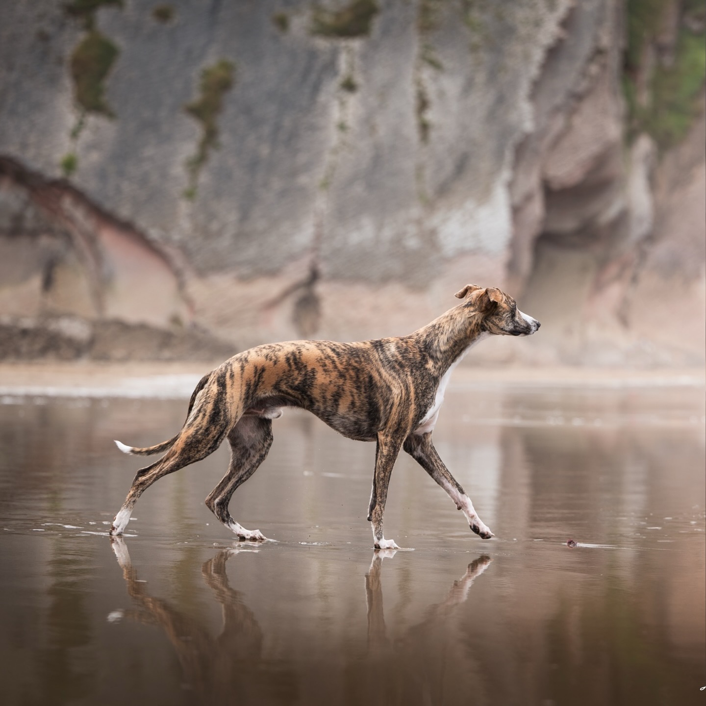 Tiger Ballerina🐕
Me encanta el paso que se le ve a Auryn en esta foto, tan sumamente elegante a pesar de su tamaño y peso. (Spoiler: NO es elegante, es un bruto, pero en esta foto lo aparenta😜)
🐕La verdad es que Auryn no era el perro ideal para esta foto porque el color de su pelaje es muy parecido al del fondo y, en mi opinión, no resalta lo que debería. Aún así, su pose es demasiado estilizada y dinámica como para no considerarla una buena foto❤️
Algo que he aprendido estos últimos años en foto es que elegir bien el momento y el lugar nos puede ahorrar muchísimo trabajo de edición. Es difícil ‘arruinar’ una foto buena en post producción💻