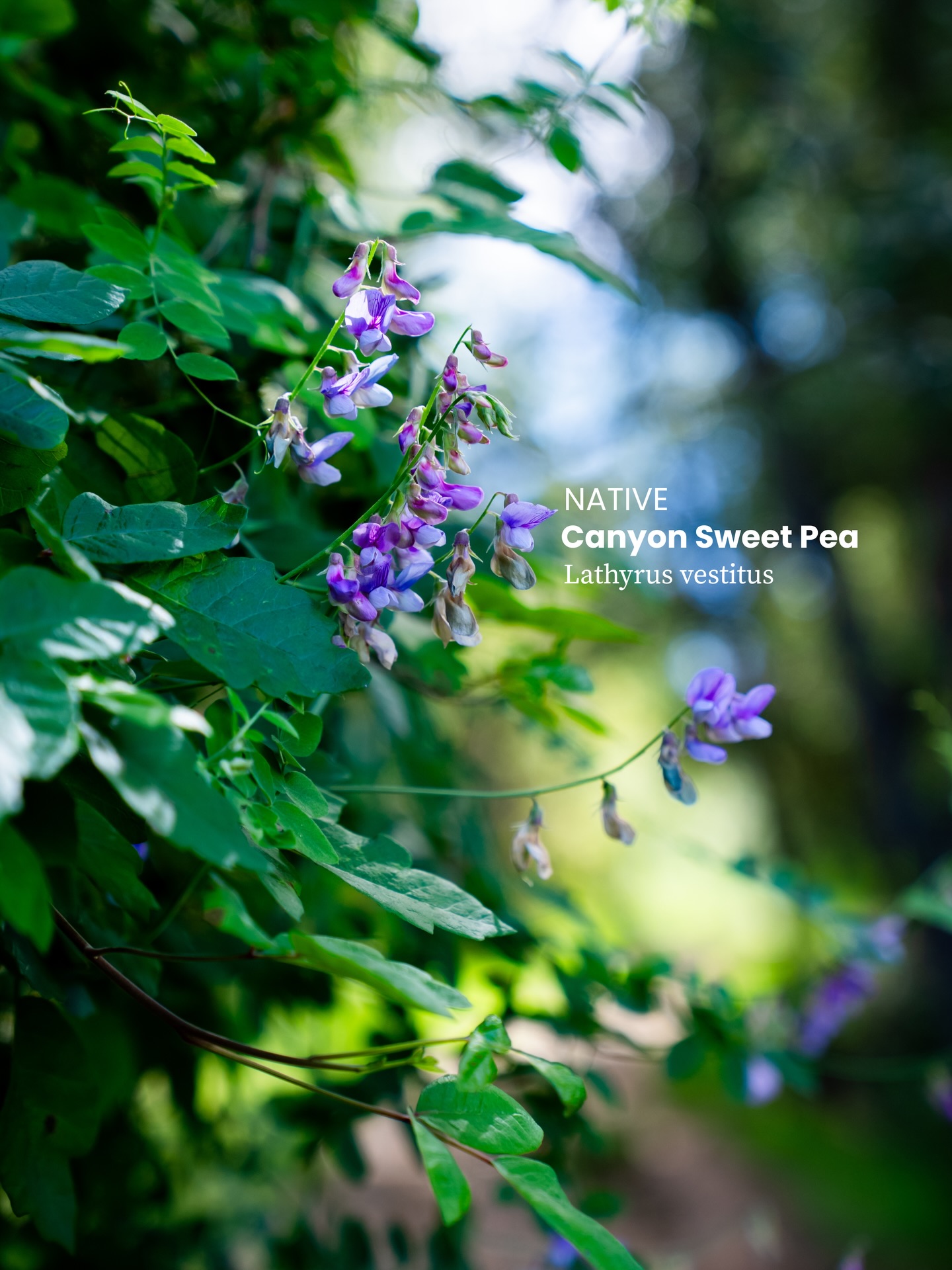 Some of what’s growing along SB trails 🌄🌼🪻🌺 Next time you hike, how many can you find? 👀
Should I do more of these info carousels?