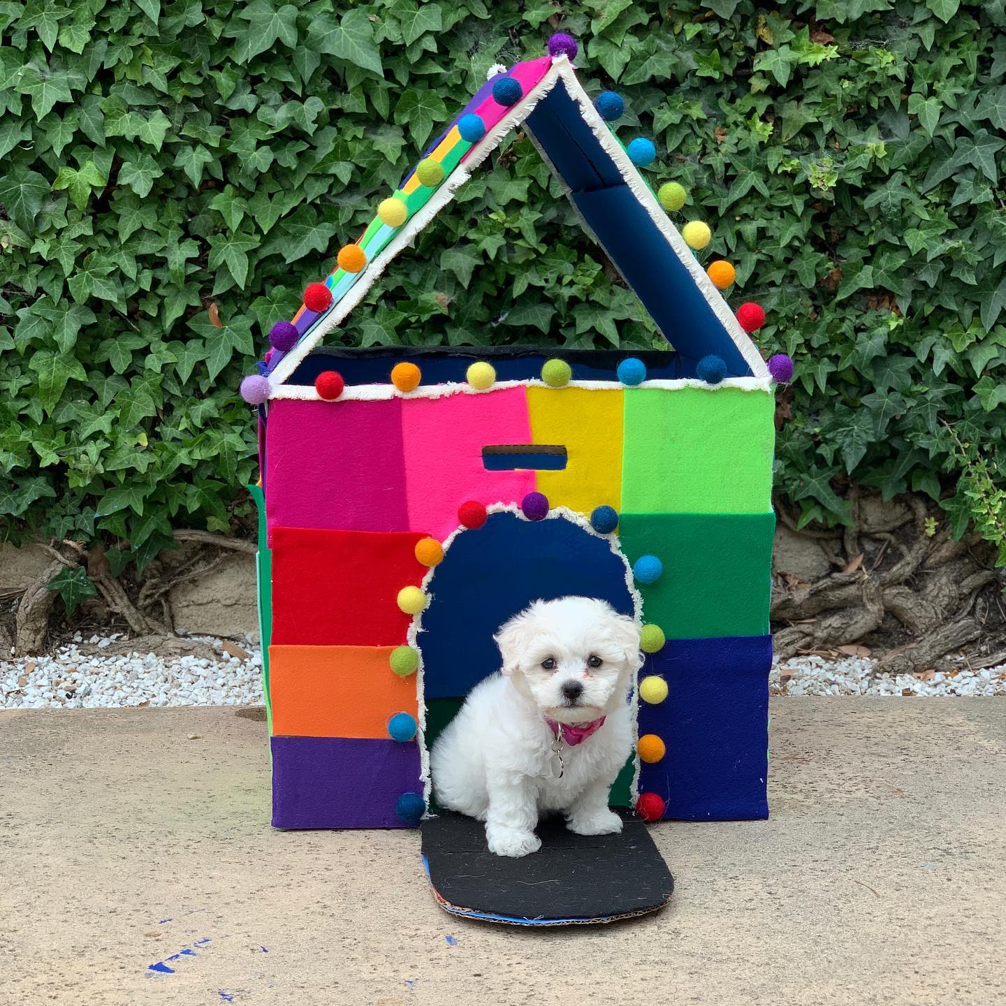 When you are crafty and you get a puppy. Inspired by our Make & Play Pet Shop! Welcome home, Buttercup, we made you an Elmer-esque house from a moving box, felt, and hot glue!❤️ .
.
.
#makeandplaydiy #simpleproject #simplecraft #puppiesofinstagram @_idreamofpuppies_ #bichonfrise #bichon #petcrafts #craft #dog #dogcrafts #puppycraft #craftproject #petcraft #homemadedoghouse #dogbox #puppybox #puppyhouse #boxcraft #craftbox #makeandplaypets #easycrafts #petproject #ilovedogs #dogfriendly #felt #feltcraft
