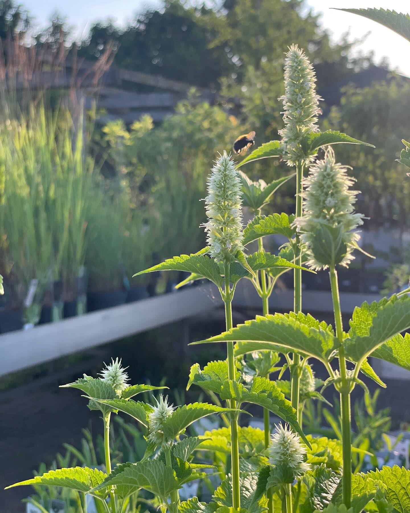 Mooie woensdag! Vandaag zijn we open tot 17:30, voor al je biodiverse plannen en mooie tuinoplossingen 🌸🐝✅
#vasteplanten #tuininspiratie #plantinspiratie #perennials #bomen #heesters #tuinidee #tuinoplossing #tuinadvies #tuinontwerp #biodiversetuin #biodiverstuincentrum #plantenkennis #tuinkennis #hovenier #hebbedingen #hartjegorcum #mooigorinchem #mooigorcum #gorinchem #visitgorinchem #gorkum #gorcum #arkel #zuidholland #westbetuwe