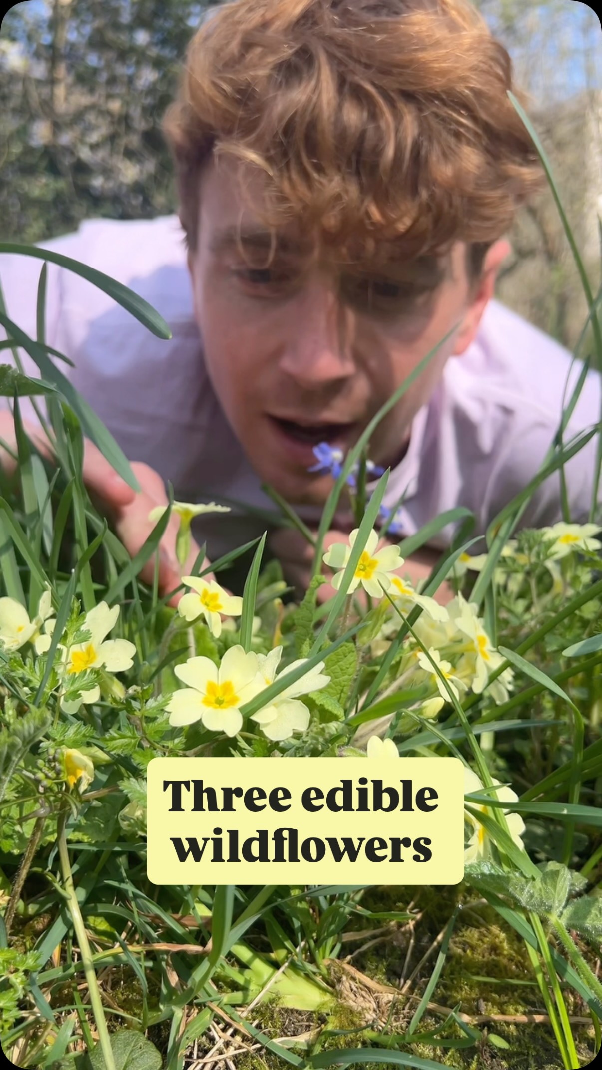 Follow @mindinnature for more foraging goodness this Spring!
Primroses - Primula vulgaris
Cherry blossom + Cherry Plum blossom Prunus serrulata + Prunus cerasifera. Cherry blossoms contain a tiny of cyanide which harmless in small amounts, or when cooked/pickled, but don’t eat handfuls and handfuls of raw blossoms!
Sweet violets - Viola odorata