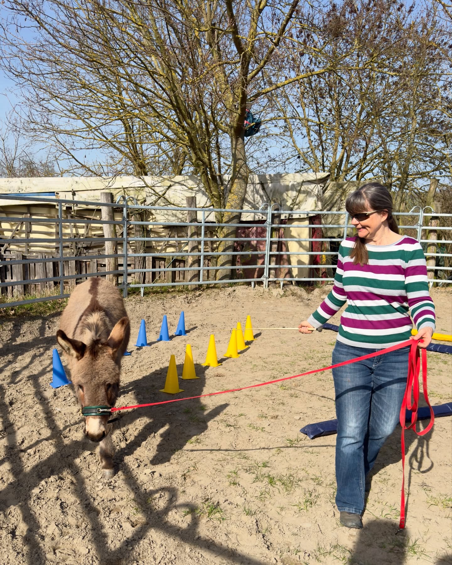 🫏
….und jetzt ist schon Anfang März und der Optimismus ist in voller Blüte 🥰
Am Wochenende gab es für Freddi und mich, Ferdinand, eine kleine Einheit in DualAktivierung 💪
Wir hatten ja Ende letzten Jahres einen tollen Lehrgang bei der lieben @stahlhutclaudia
Auf den Bildern seht ihr mich und meine Kumpeline Kerstin bei der Arbeit und den Freddi beim anschließenden wälzen! Das ist für uns dann eine tolle Belohnung. 🫶
Zurück bei den anderen, gab’s noch ein Mäulchen voll Möhrengrün und natürlich gutes Heu 😁
🫏🩶 Das wollten wir euch nicht vorenthalten!
Liebe, sonnige Grüße,
🫏 Ferdinand
#selztallamas #esel #dualaktivierung #frühling #rheinhessen