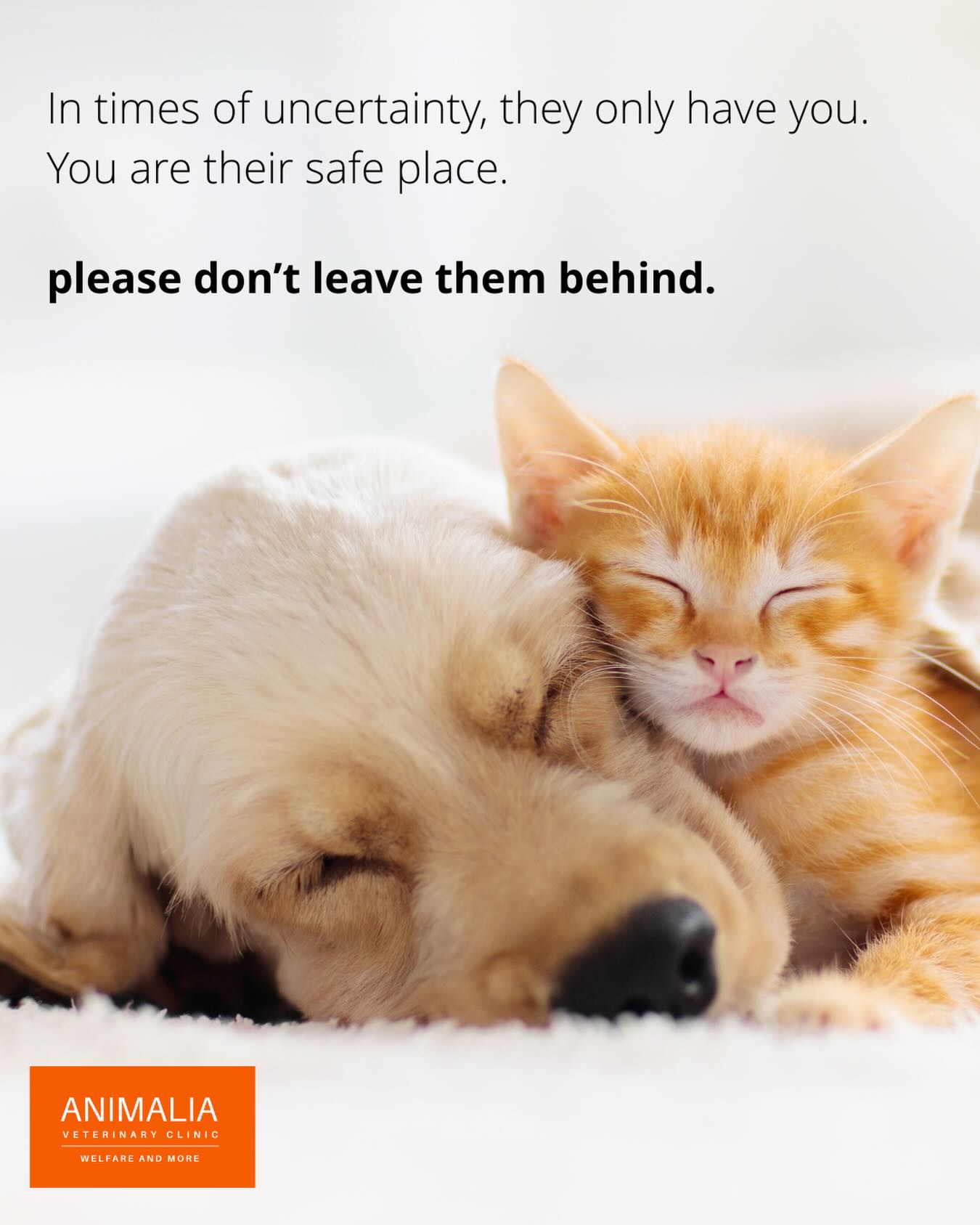#animalsofwar #petresponsibility #pettravel #fosteracat #fosteradog