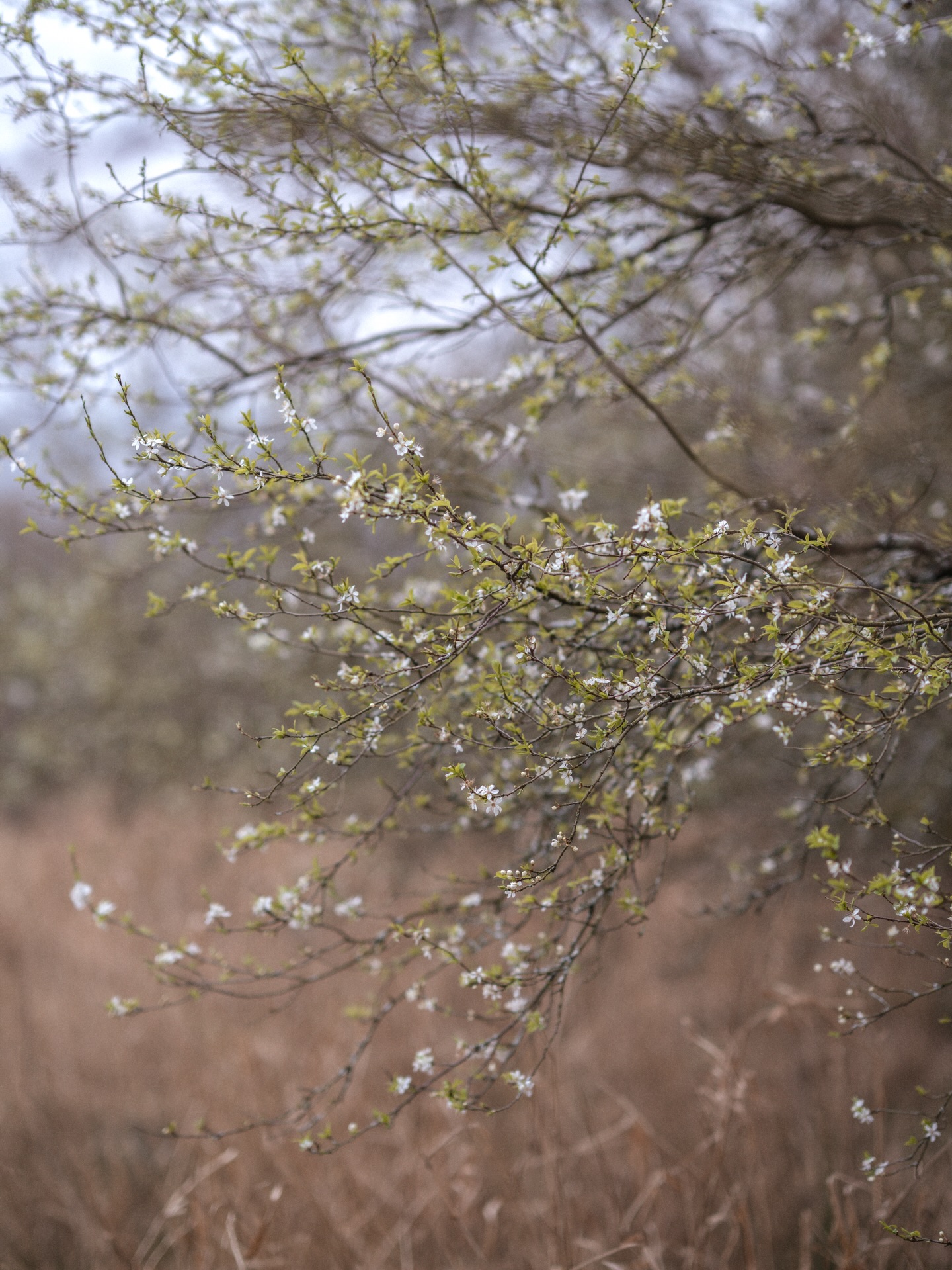 A flying visit to the Lake District, with a little time to enjoy some of my favourite spots in nature. Grateful to have been welcomed by a gorgeous early spring - sunshine, daffodils, first blossom & birdsong everywhere. 🤍🌼