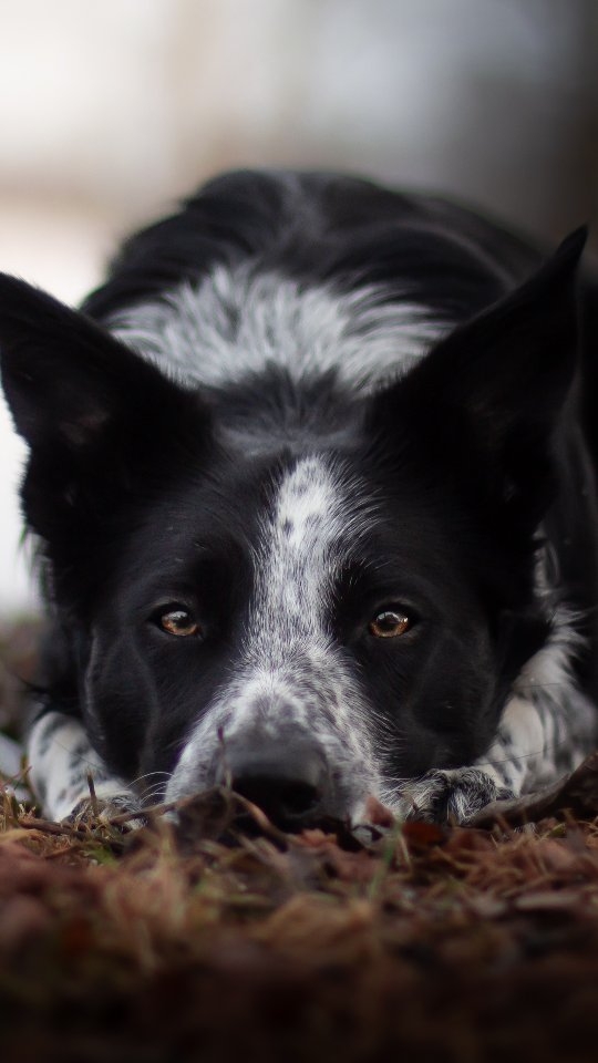 Just had to share because I'm so proud of my little potato😭❤️
He totally nailed a sequence from our routine today, 2 weeks to competition!
His parallel walk has never looked better and I'm BLOWN AWAY🫶
Thank you @terrierchodsky for an amazing day❤️
#vinterängensspud #dogtricks #DogDancing #freestyledog