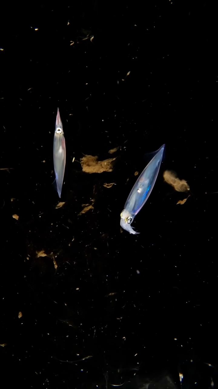 Blackwater Week with Aldora Divers 🌌🌊
When the sun goes down, a completely different ocean comes to life. During Blackwater Week, divers descend into the open ocean at night to witness some of the most fascinating and rarely seen marine creatures rising from the depths.
It’s one of the most unique diving experiences you can have in Cozumel. Tiny pelagic creatures, larval fish, and otherworldly marine life appear right beneath you in the darkness.
✨ Want to join our next Blackwater Week? Send us a DM and we’ll send you all the details.
#AldoraDivers #BlackwaterWeek #BlackwaterDiving #CozumelDiving #NightDive