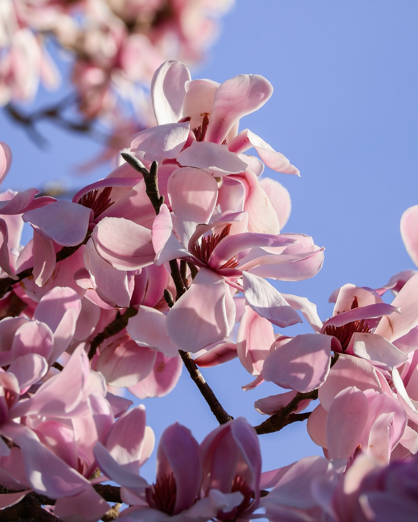 Magnolia Moments -
Old stories say the magnolia is one of the earliest flowers the earth ever knew. A relic of warmer, older worlds, blooming now as it did long before us. Perhaps that’s why they appear so suddenly, like a memory returning.
I’m never ready for them, but they bloom anyway.
#magnolias #magnoliaflower #springblooms #magnoliatree