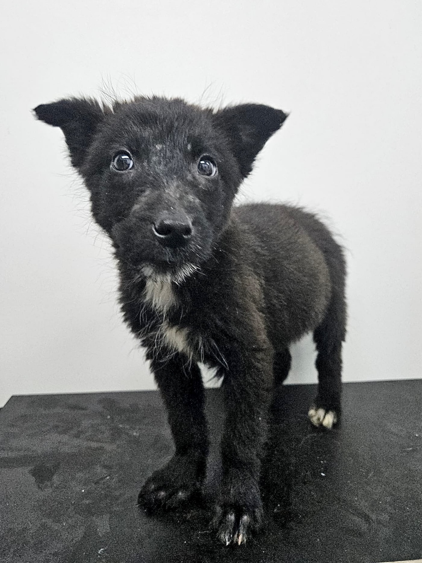 Kalea ist bereit für ihre Menschen🍀
🚺 Kalea / Hündin
📏 wird mittel groß / ca. 01.2026 geboren
🐶 verträglich
💞 welpentypisch & verspielt
📍 Standort Ludus, Rumänien
Die kleine Kalea und ihre Geschwister wurden ganz allein hinter einem Restaurant am Fluss gefunden, ziemlich in der Nähe des Shelters. Ob sie auf der Straße geboren wurden oder jemand sie dort ausgesetzt hat, werden wir wohl nie erfahren.
Mitte Februar waren wir vor Ort im Shelter und konnten die Welpen persönlich kennenlernen.
Die kleine Kalea ist aktuell ungefähr 2 Monate alt und wiegt etwa 4 kg. Ausgewachsen wird sie vermutlich eine mittlere Größe erreichen.
Kalea ist eine welpentypisch verspielte und freundliche Hündin. Sie hat wunderschönes schwarzes Fell und eine feine weiße Linie auf der Brust.
Ab Ende April darf Kalea gechippt und vollständig geimpft den Weg in ihr neues Leben antreten.
Da die Geschwister bis jetzt nur das Shelter kennen, sind sie in neuen Situationen teilweise schüchtern und vorsichtig. Aber wie sollte es auch anders sein?
Wir sind überzeugt, dass sie sich mit Zeit, Geduld und Liebe zu wunderbaren Begleitern fürs Leben entwickeln.
Für Kalea wäre ein souveräner Ersthund im neuen Zuhause ein großer Vorteil. Außerdem braucht die kleine Hündin Menschen, die Verständnis für sie haben und sie so lieben, wie sie ist.
Die süße Kalea ist bereit, in ihr neues Zuhause zu ziehen. Vielleicht zu dir/euch?
💌 Bei Interesse an einer Adoption - füll gerne eine Selbstauskunft aus: https://wir-fur-hunde-in-not-ev.petoffice.app/adopt/?species=dog
(Link in unserer Bio)