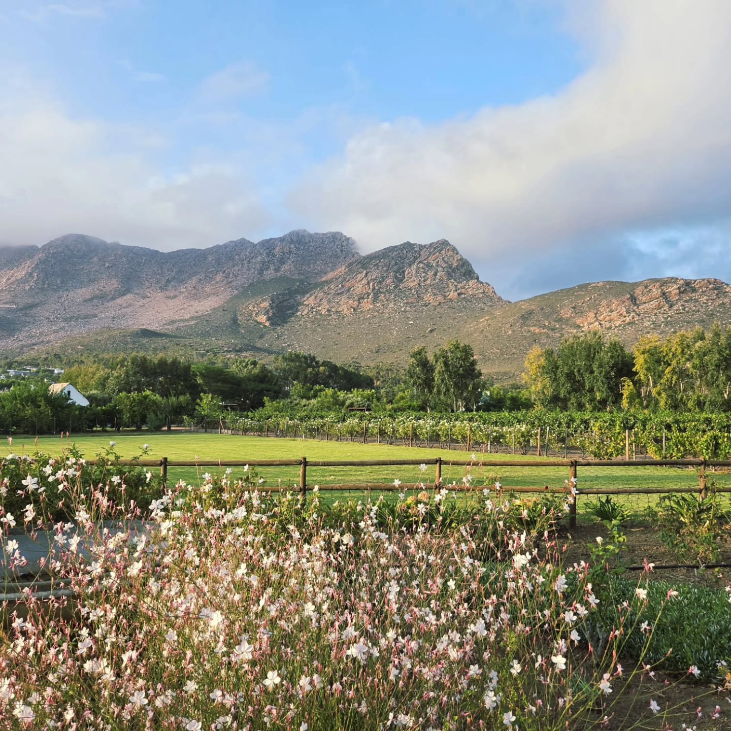 Sometimes the best moments on the farm are the quiet ones.
Morning light over the vineyard, wildflowers in bloom, and the mountains standing guard in the background.
This is life at Klein Nektar. 🌿
#kleinnektar
#mountainviews
#farmstay
#countrylife
#slowtravel