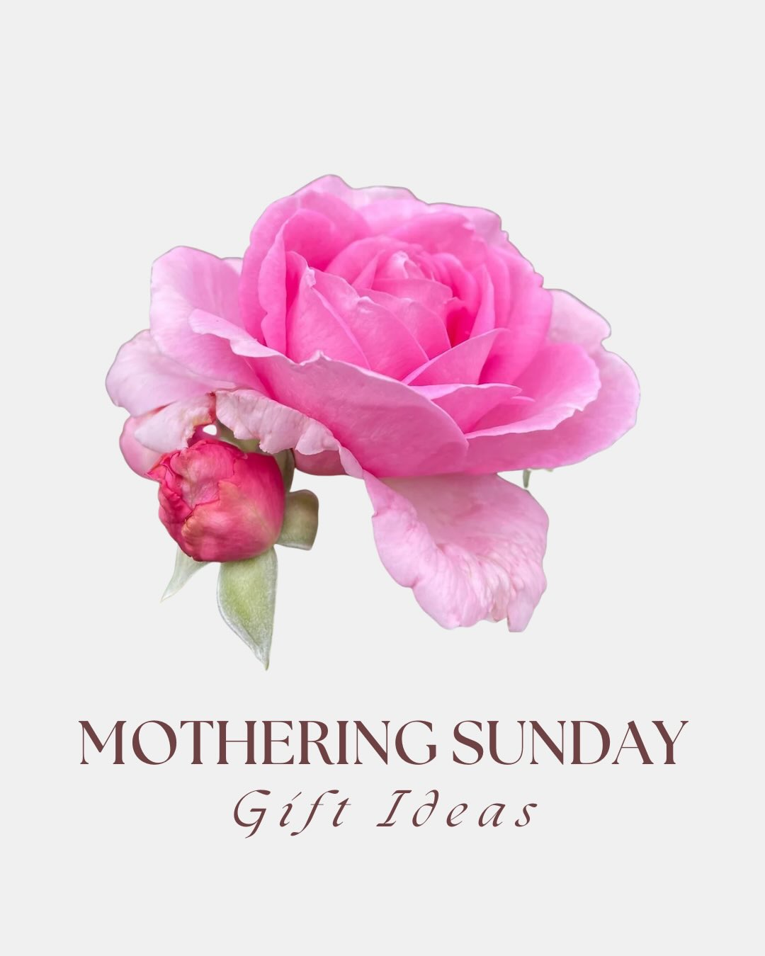 Next Sunday is Mothering Sunday in the UK, and it’s the perfect time to celebrate every kind of mum. Whether it’s your own mum, a friend navigating those first weeks of motherhood, or a special person who has always cared for you like their own—this day is for all of them.
Looking for a gift that lasts? A rose doesn’t just bloom for a week; it’s a living memory that will flower in their garden for years to come.
We’ve narrowed it down to our Top 4 Roses—each with a beautiful name and even more beautiful blooms.
Tell us: Which one from our list is your favorite? Or is there a variety you’d recommend to a fellow rose lover?
All of these and more are available to order from our website, over the phone or at the nursery. Get in quick before your favourite sells out!
#motheringsunday #mothersdayuk #mothersdaygifts