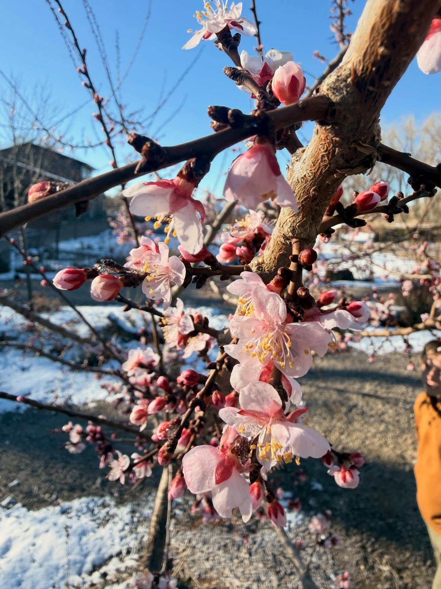 Spring has hit our farm earlier this year. I can only assumed itās the mix of a mild winter with the need for water. So Thursday I ran out before the frost and harvested some blooms. (The rule on the farm is no one can prune trees until Liz has got the flowering branches she needs š)
Friday followed with snow and wetness and cold! And today we got to enjoy the suns raise melting the snow, allowing our lovely plants to drink.