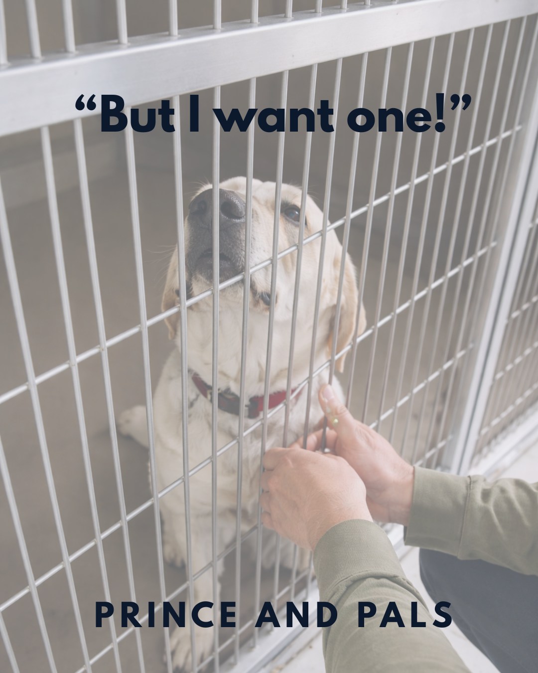 Before adopting, ask yourself:
“Am I willing to rearrange my life for this animal?”
If the answer is no, waiting is an act of kindness.
#responsible #princeandpals #dontabandon #dogs #dogrescues #rescue #adopt