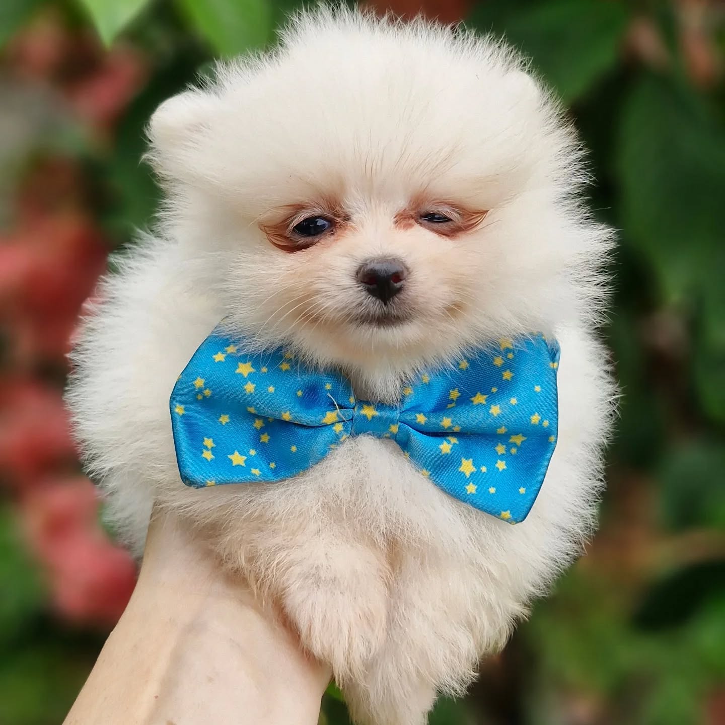 Spitz Alemão Anão (Lulu da Pomerânia)
Macho
Miniatura
Liberado 20/03