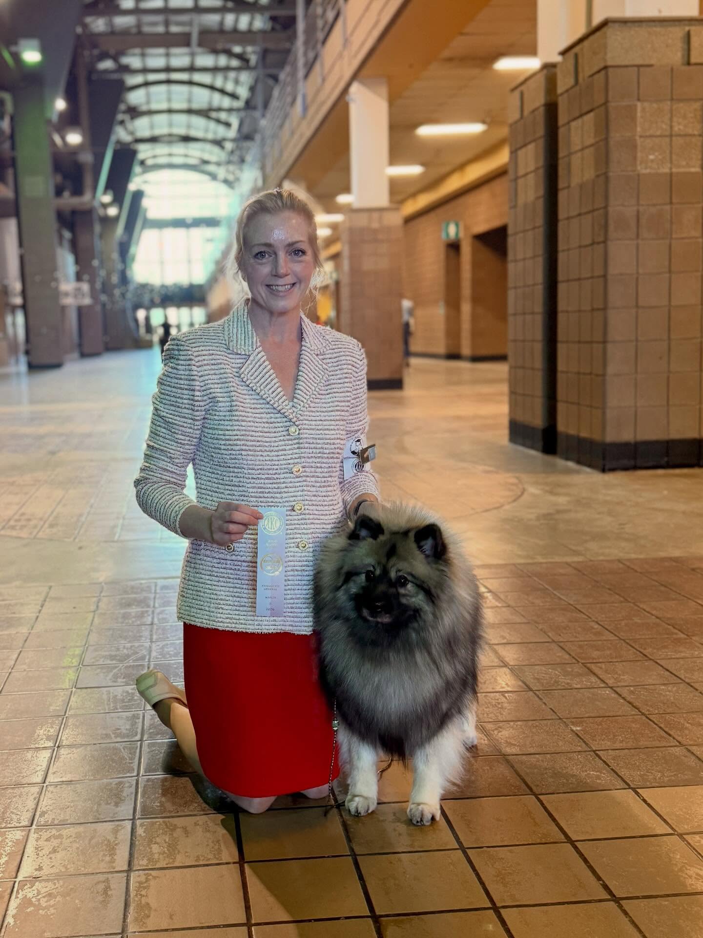 On my way home from an AMAZING weekend in KC, but have to overnight in a hotel as am exhausted. Today was another great day, Salty won select (this was her first weekend back in the ring after 8 months being a snuggle pet at home), but new resident Elphie was the star of the day going BOS and BOW for her first major!
This was Elphies first weekend in the ring and she seems to love it!
Elphie is “Skyline’s Witchful Thinking”, bred by Kristen Cullen and Susan Cullen, and owned by me and Kristen. She is a Smooch x Penny daughter.