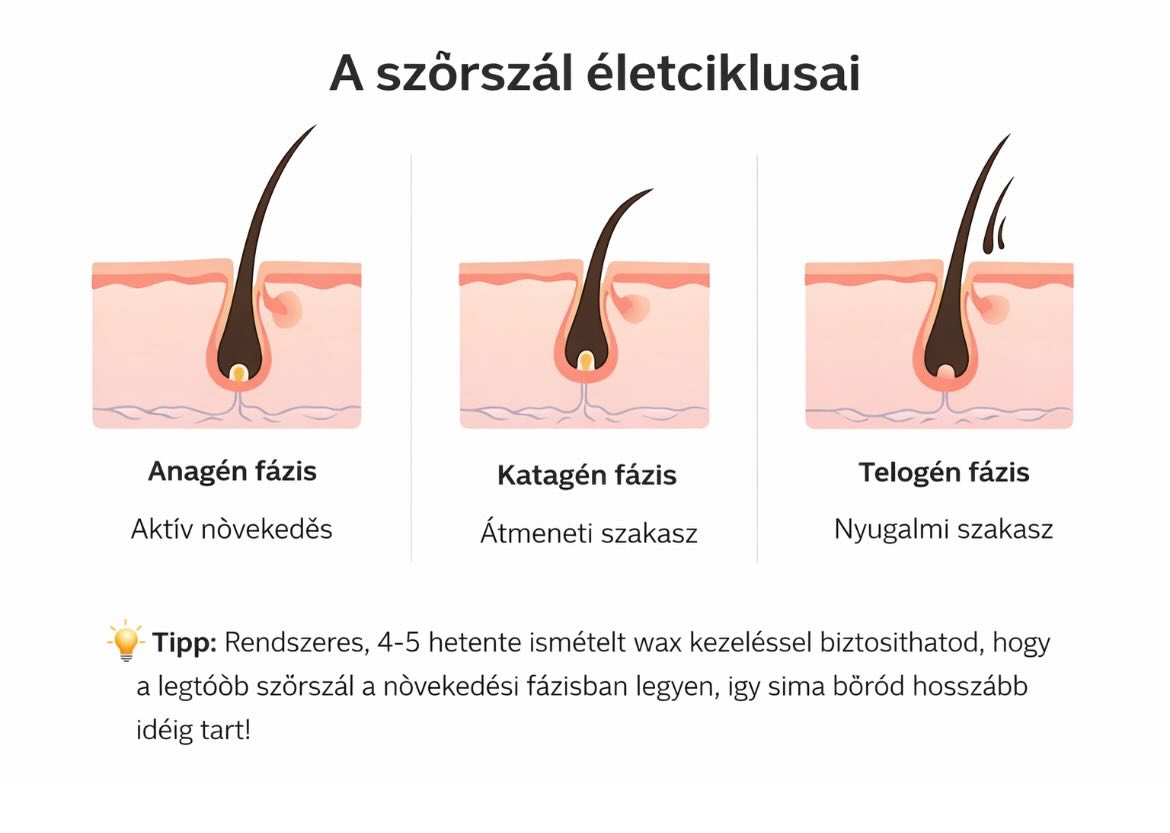 🌸 Tudtad, hogy a szőrszálaknak életciklusa van? 🌸
A szőrszálak 3 fázison mennek keresztül:
✨ Anagén fázis – az aktív növekedési szakasz. Ilyenkor a leghatékonyabb a wax.
✨ Katagén fázis – átmeneti szakasz, amikor a növekedés lelassul.
✨ Telogén fázis – nyugalmi szakasz, amikor a szőrszál kihullik és új kezd növekedni.
Ezért fontos a rendszeres szőrtelenítés, mert nem minden szőrszál van ugyanabban a fázisban egyszerre.
🌷 Tavasszal érdemes elkezdeni a rendszeres wax kezeléseket, hogy nyárra igazán sima legyen a bőr.
További információ:
🌐 www.bodywax.hu
✉️ info@bodywax.hu
📞 (70) 773 7060
#szépségápolás #szőrszál #anagénfázis #katagénfázis #telogènfázis