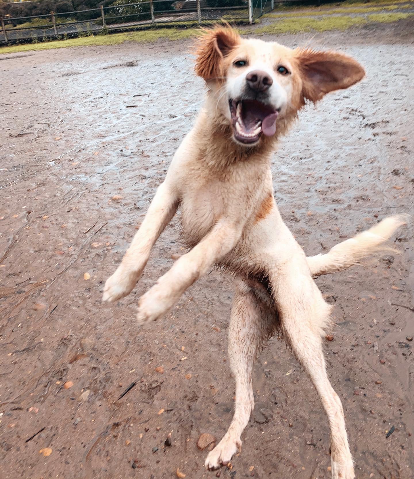 There are two types of rainy day dogs 🌧...