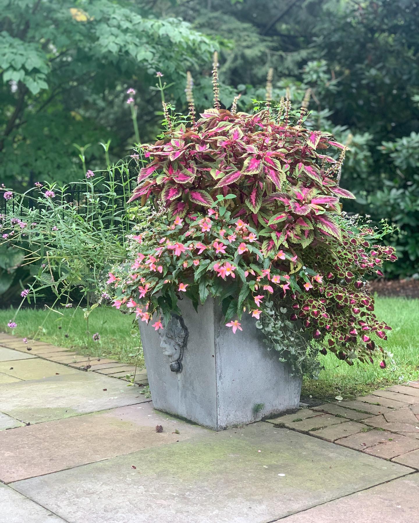 Summer may be winding down but these planters are still going strong! 🤩💪🏻💚
#containergardening #seasonalcolor #annuals #planters #plants #containerdesign #landscapedesigner #gardenideas #gardenphotography #pennstate #statecollege #landscaper #yondermountain #conservation