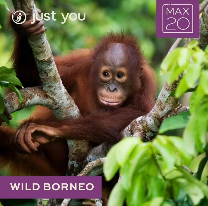Thinking about travelling but don’t want to go alone? 🌍
Solo travel doesn’t mean being on your own. These small group journeys (maximum 20 people) are designed for people who want to explore the world while sharing the experience with like-minded travellers.
From spotting orangutans in Borneo 🦧
Walking through the rolling hills of Tuscany 🇮🇹
Discovering the temples of Thailand 🇹🇭
Safari adventures in Africa 🦒
Or exploring the colours, culture and incredible history of India 🇮🇳
These trips take the stress out of travelling while still giving you that sense of adventure.
If solo travel has ever been on your mind, this could be the perfect way to do it.
Message me if you’d like to see the full range of destinations and dates.
📞 07856 872978
📧 nctravel@travel-pa.com
🌍 www.nctravel.co.uk
#SoloTravel #SmallGroupTravel #NCTravelUK