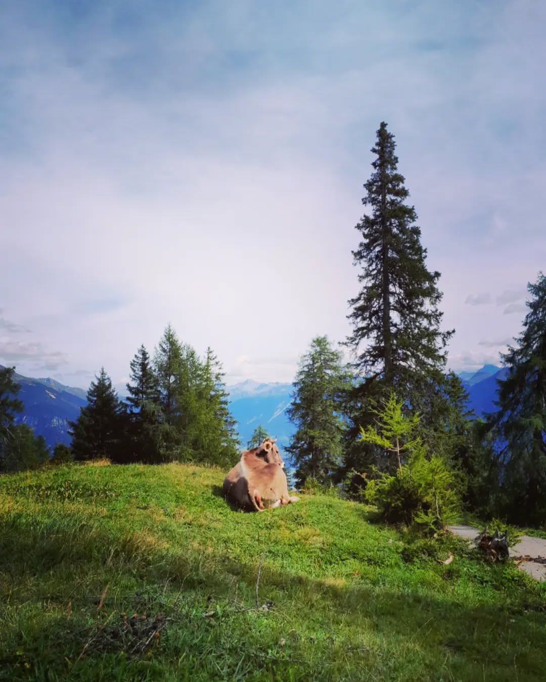 Herbstzauber auf der Alp Stierva
#uts #wandern #stierva #herbst #graubünden #farbenpracht #🍂