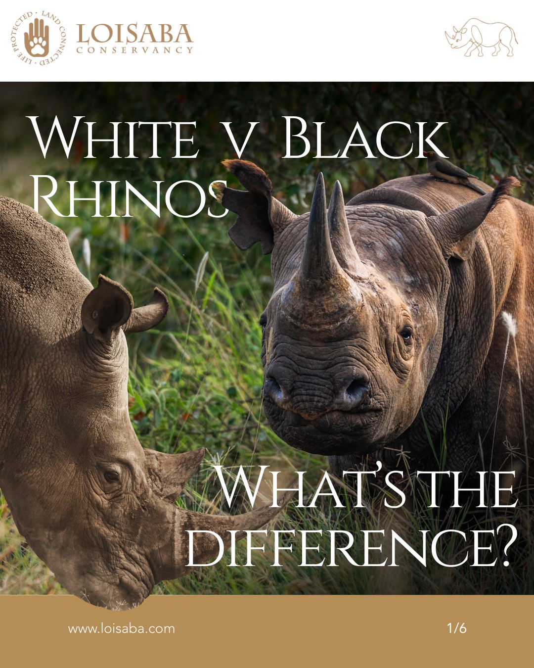 Black rhino or white rhino — do you know the difference?
While they may look similar at first glance, these two species differ in their feeding habits, behaviour, and conservation status.
Swipe through to learn how to tell them apart!
Learn more about rhino conservation at Loisaba:
www.loisaba.com
#LandConnectedLifeProtected #BlackRhino #WhiteRhino #RhinoConservation #WildlifeEducation #EndangeredSpecies #AnimalBehavior #ConservationAwareness