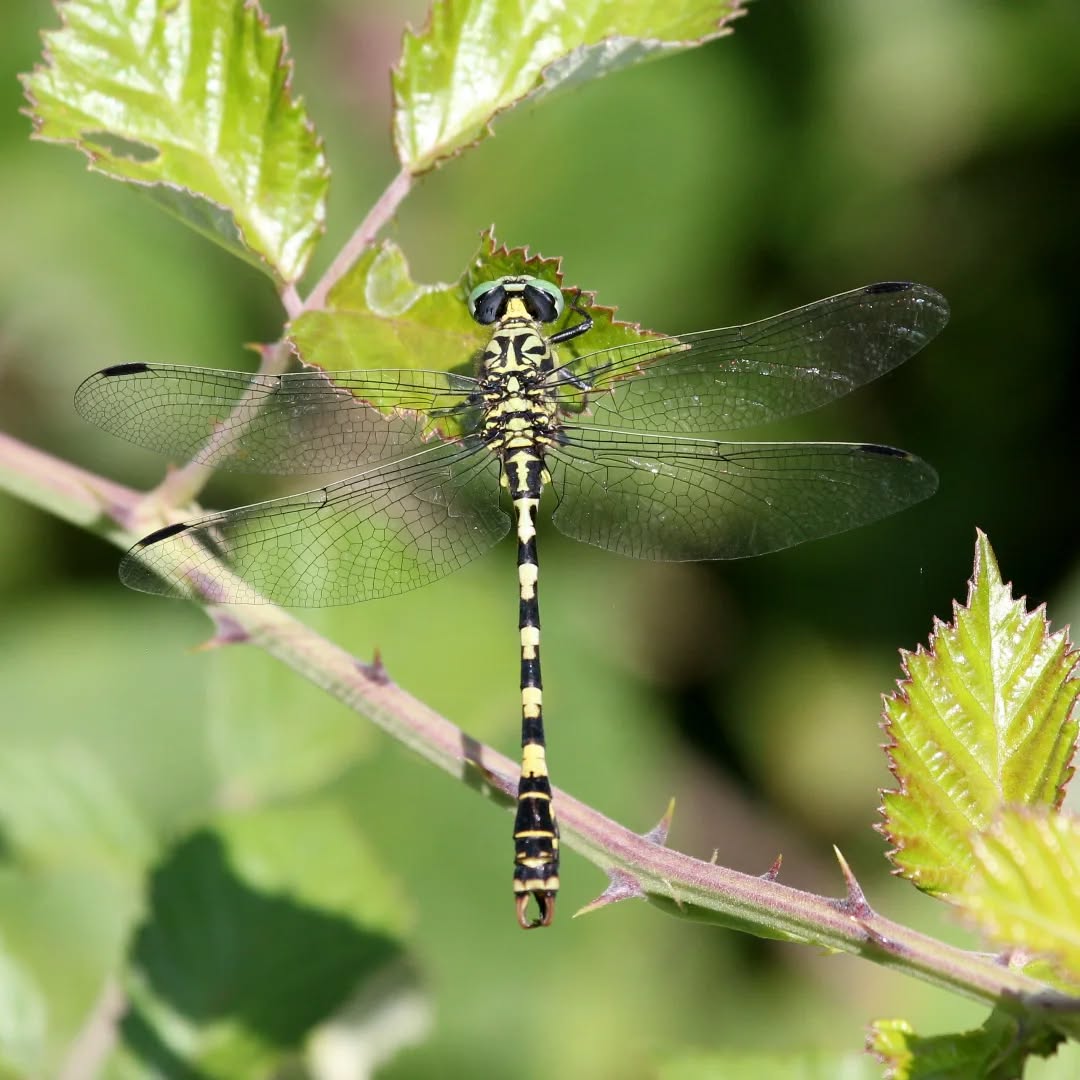 A small pincertail dragonfly from last year at Avithos lake.
#islandwildlife #guidedwildlifewalks #dragonfly #kefaloniawildlife #greekwildlife