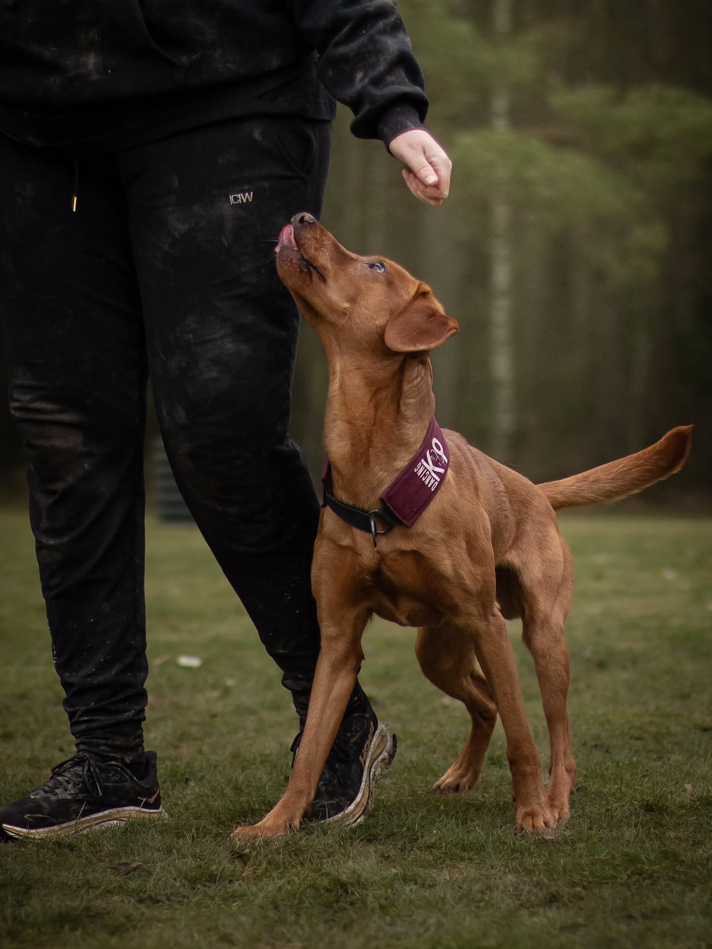 Mr. Pumbastic 🤎
#workinglabrador #heelworktomusic #heelworktomusicdog