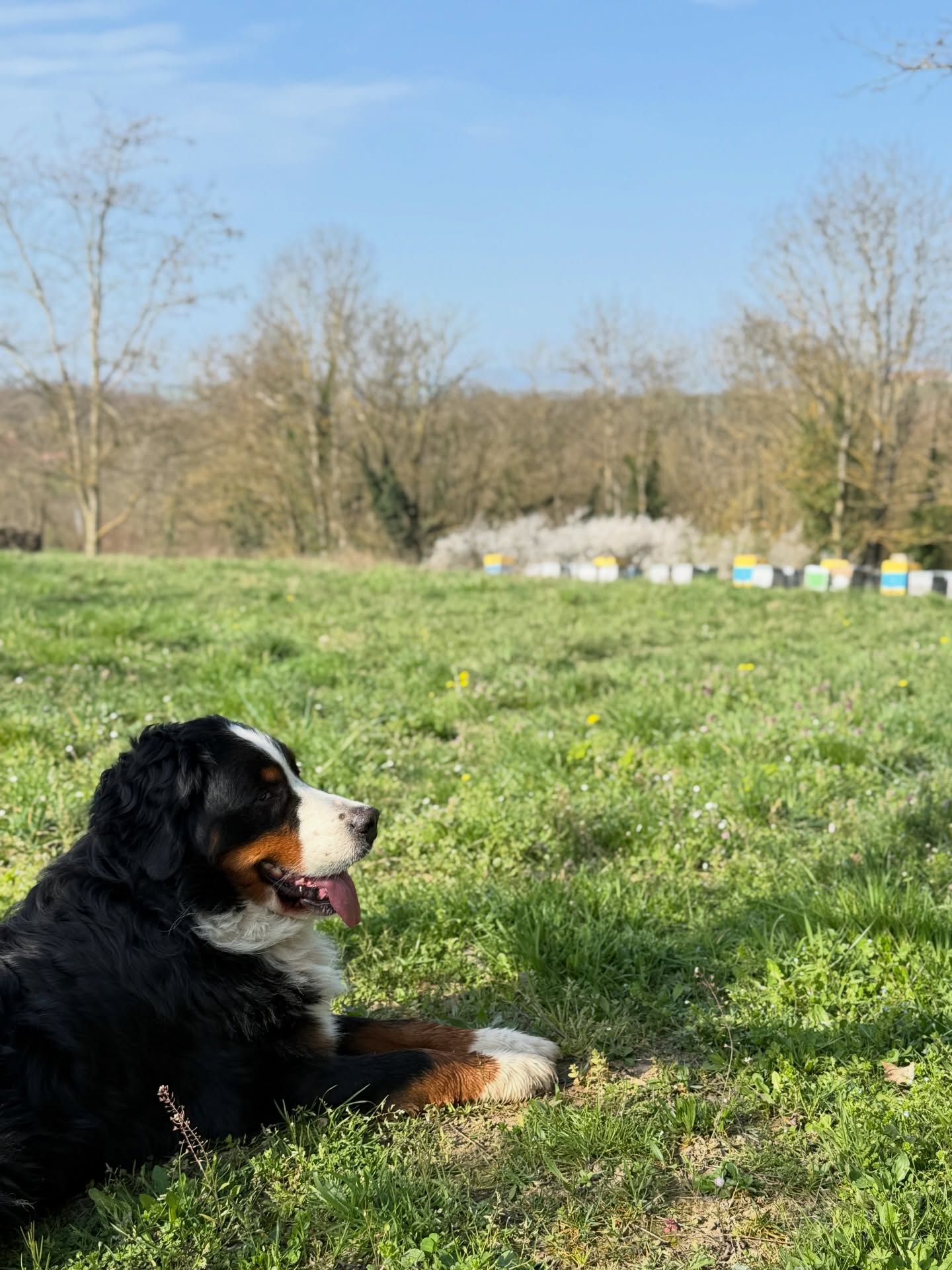 Un rucher sous haute surveillance 🐶
Les pruniers sont en fleurs.
Les abeilles reprennent leur travail.
Le printemps arrive au rucher. 🌸🐝
Et Charly surveille tout ça.
#lemielremyglaise #bouvierbernois #dog #bernesemountaindogs #dogsofinstagram