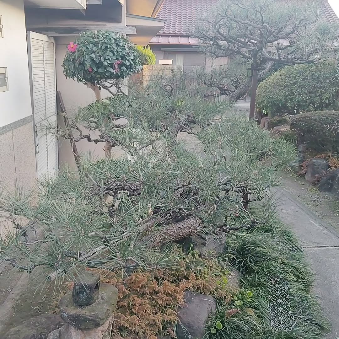 春日井市で新規のお客様の剪定。2日入らせててもらいました。ありがとうございます。松3本、モッコク、クロガネモチ、ウメ、柿、サザンカ等2日に渡り誠にありがとうございました。来年も宜しくお願い致します😊
#春日井
#剪定
#伐採
#草刈り
#高蔵寺造園