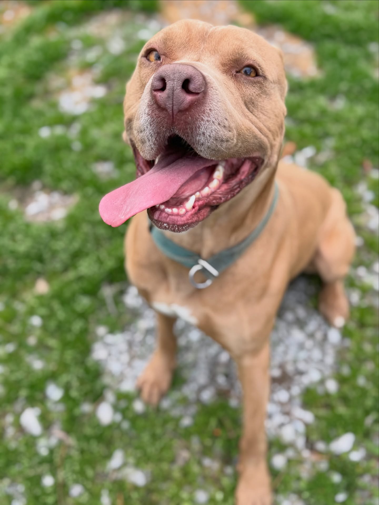 Spring has sprung ✨
Which means more sunshine, longer walks, and lots of happy pups.
If your dog could plan their perfect spring day, what would it include? 🐾
#nashvillepetsitter #gallatinpetsitter #hendersonvillepetsitter