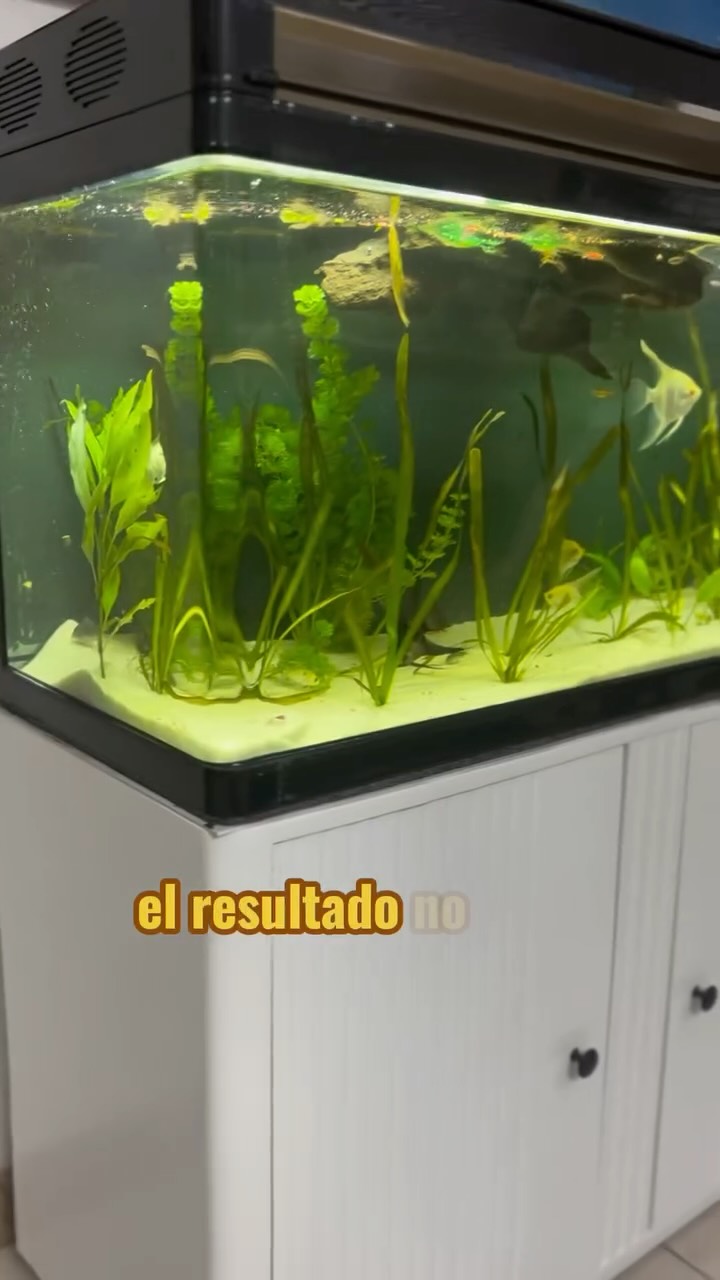 Regresamos a la vida a este acuario. #acuario #pecesdeacuario #mascotas #pecestropicales #Acuarios