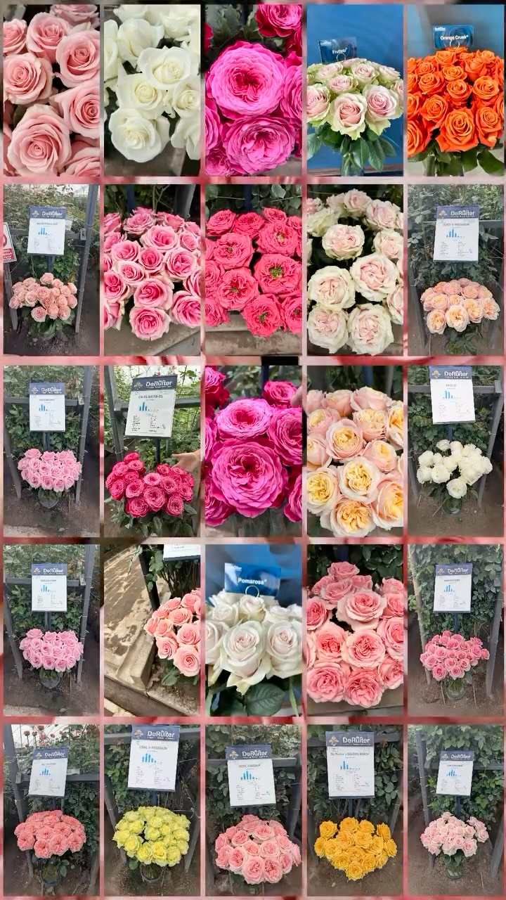 Behind every great variety there is vision, dedication, and years of innovation. DeRuiter’s varieties are a true reflection of that work: consistent performance, incredible productivity, unique characteristics, and outstanding quality.
They are a perfect example of how breeding and passion can shape the future of floriculture. #ecuadorysusflores #deruiter #thebestroses