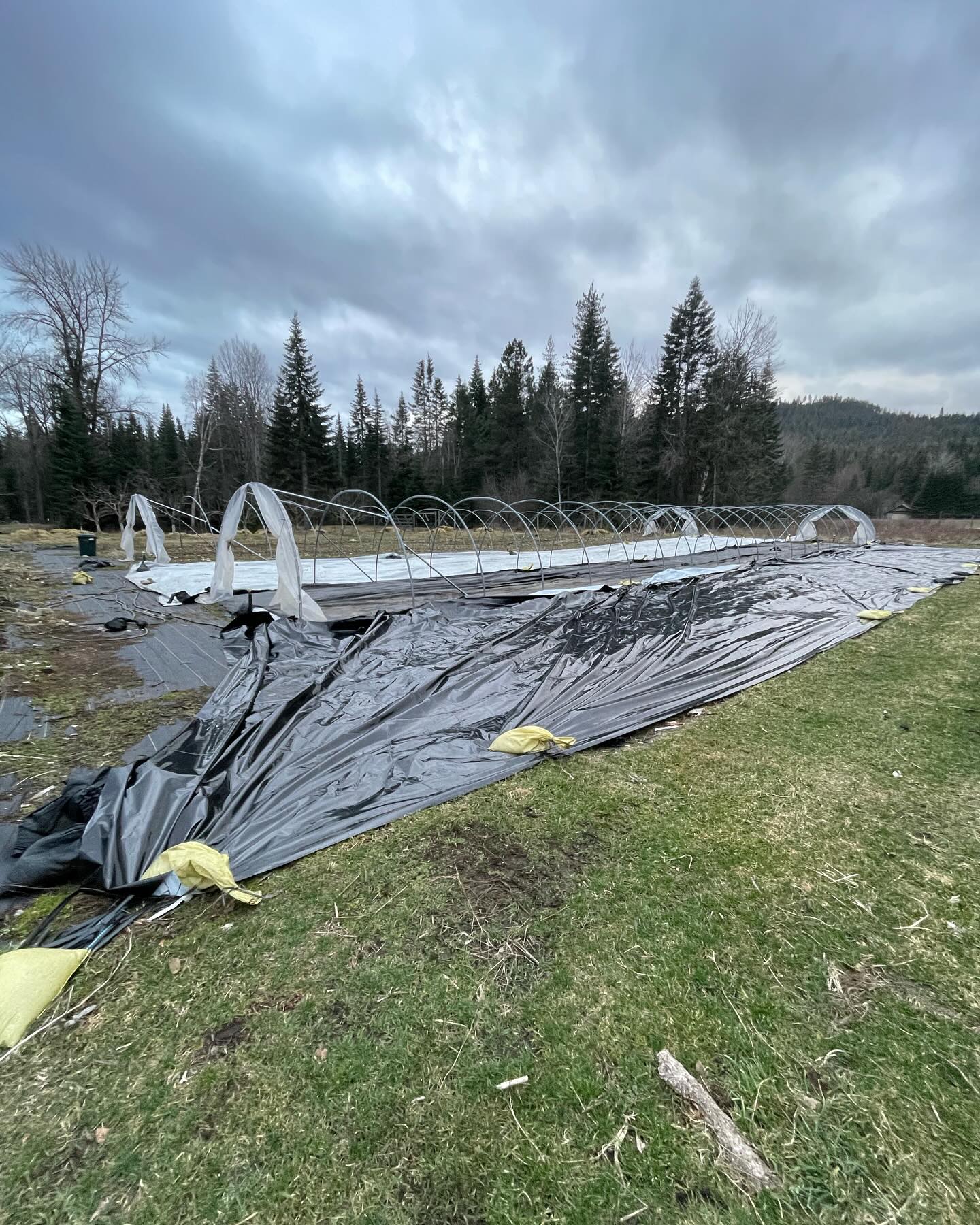 Tarps—part of my new strategy. Yesterday I discovered the major weakness to my strategy: wind. I tried to fix the tarps yesterday but ended up conceding to the wind. This morning I will lay them back in place and put a ton of sandbags on top. #smallfarming #marketgarden #tarping #wind