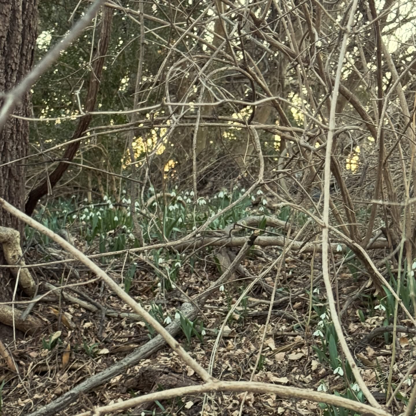It is snowdrop season here at the estate, signaling us that spring and better days are ahead of us. Snowdrops have delicate white flowers and a divine, sweet honeyed aroma. Don't let them fool you, they are a lesson in resilience, especially in difficult contions. Snowdrops are the first flower to bloom, often pushing up through the cold snow, so you can probably imagine how excited we get to see them arrive on the grounds. As spring grows near so does our Spring line’s launch, which we are equally excited about its arrival. We are working hard on some new products we know you are going to love, so stay tuned as we drop more details soon. #signsofspring #springflowers🌸🌺🌼🌷❤️ #forrestwalk #artifacktapothecary #wildplants